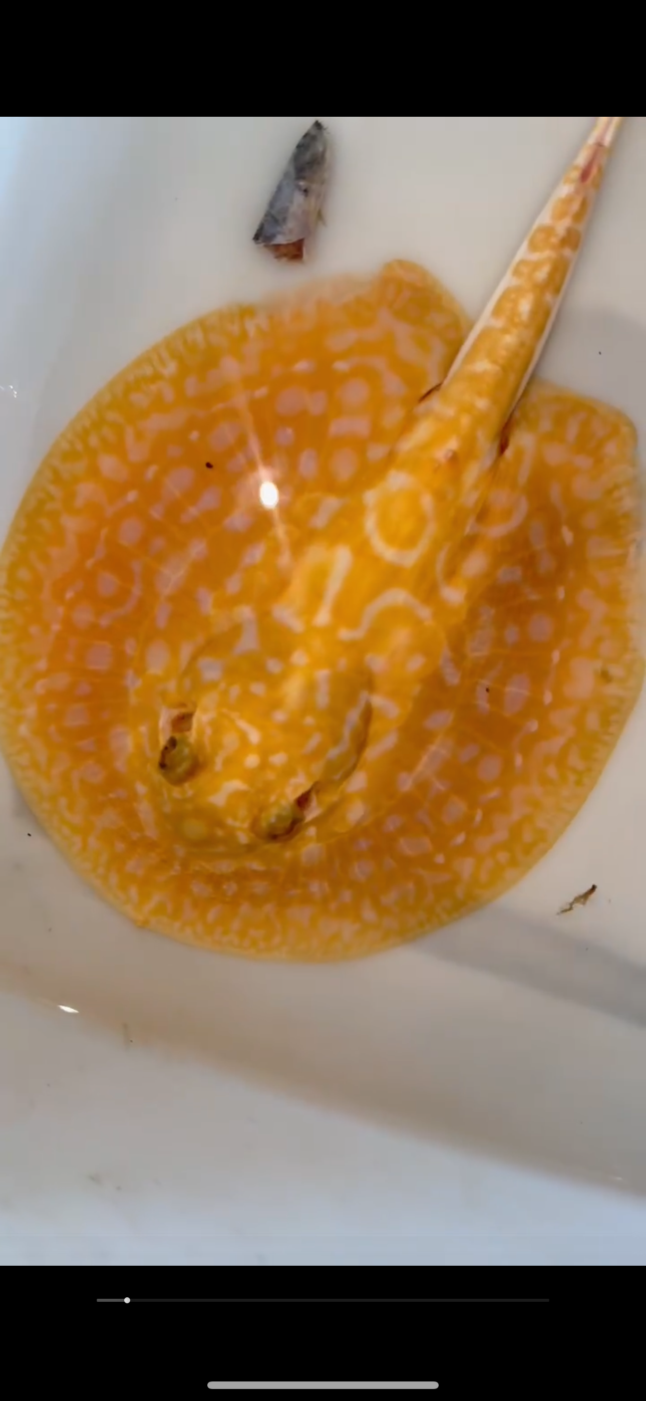 Freshwater stingray redbase Lucy albino female 6inch