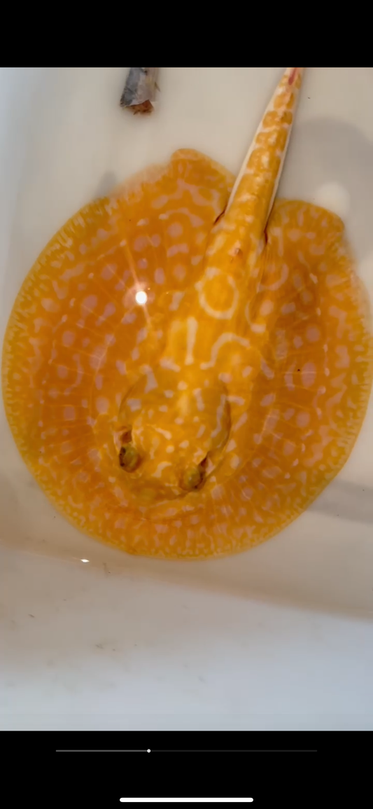 Freshwater stingray redbase Lucy albino female 6inch