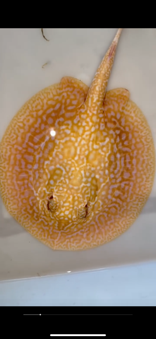 Freshwater stingray redbase Lucy albino female 6inch