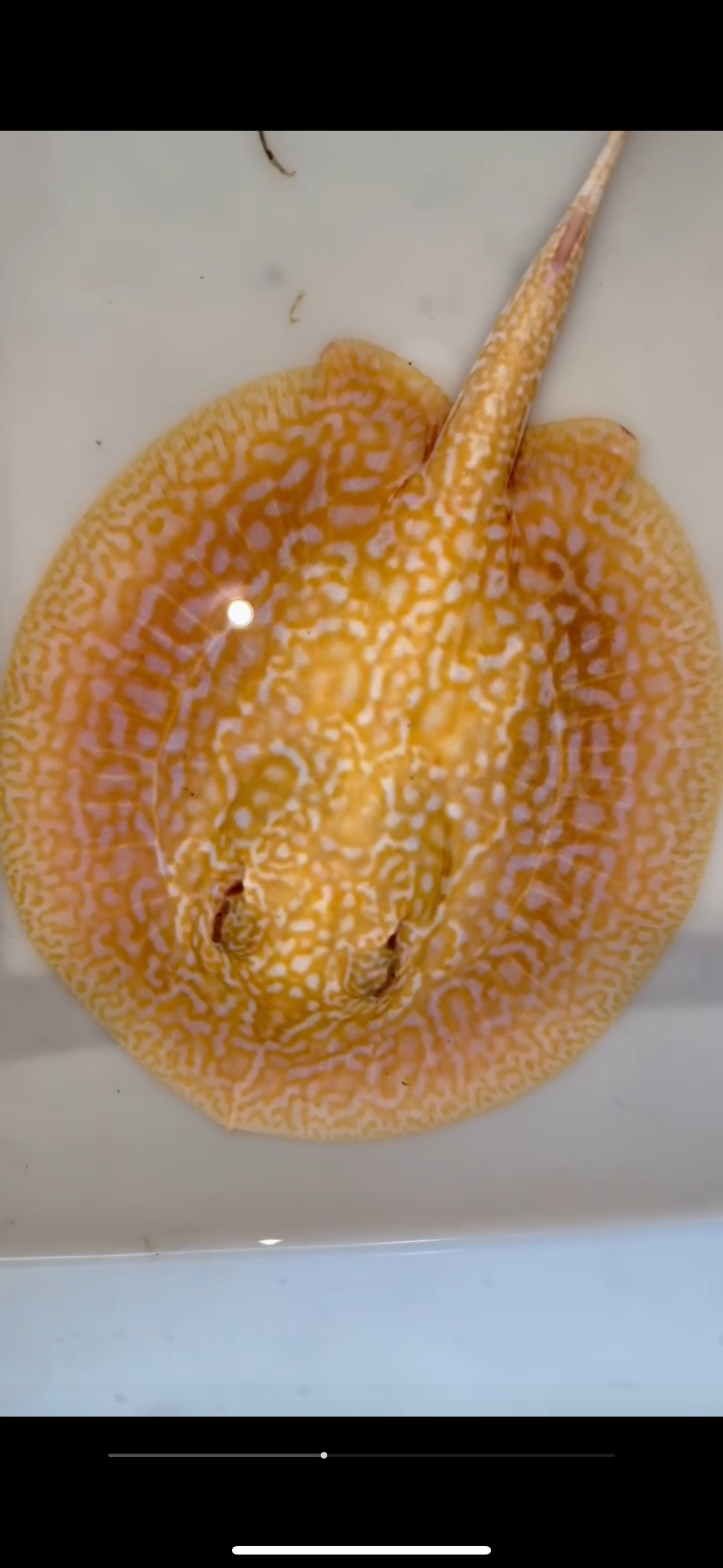 Freshwater stingray redbase Lucy albino female 6inch