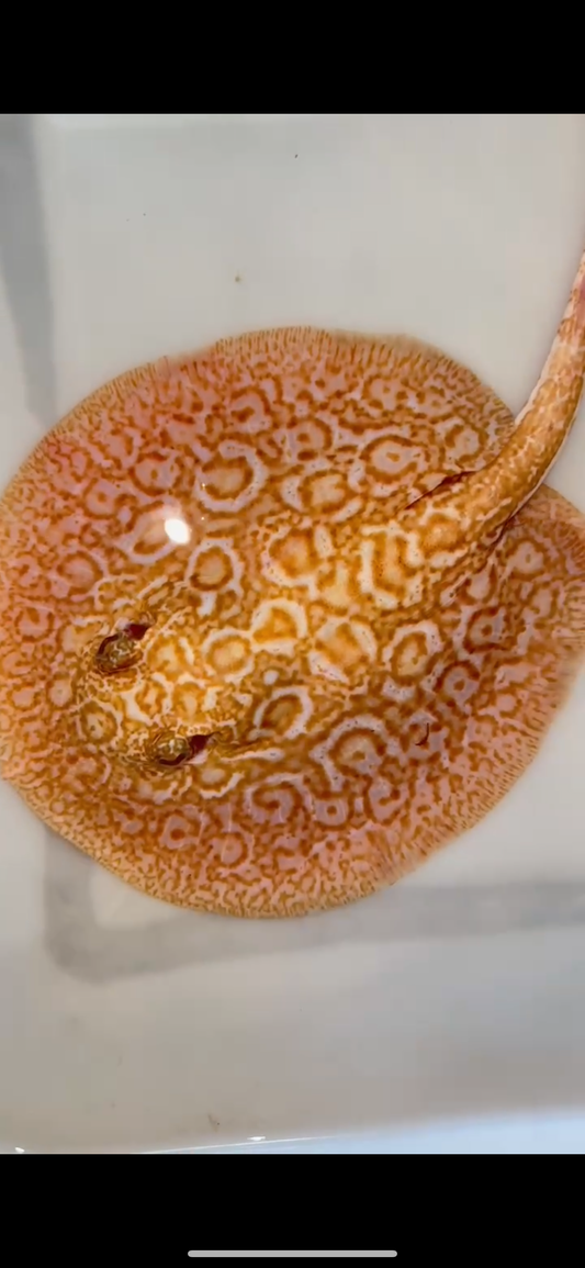 Freshwater stingray redbase Lucy albino female 7inch