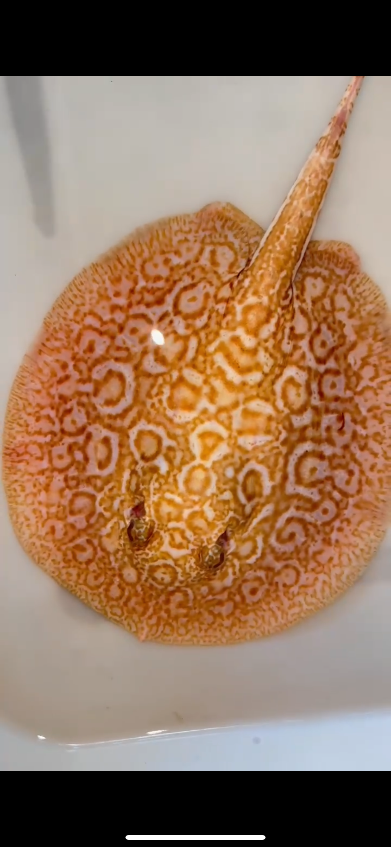 Freshwater stingray redbase Lucy albino female 7inch