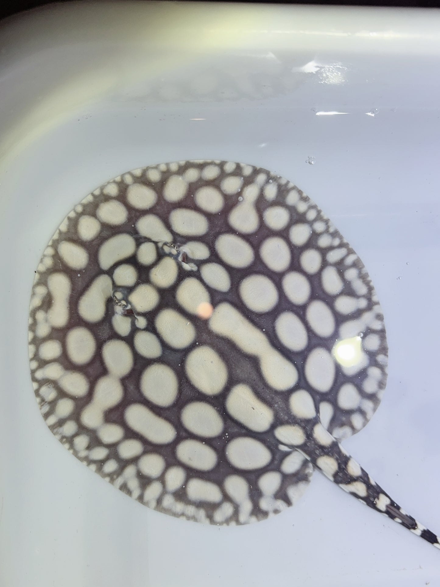 Freshwater Stingray NanShen/Male God Black Diamond Male
