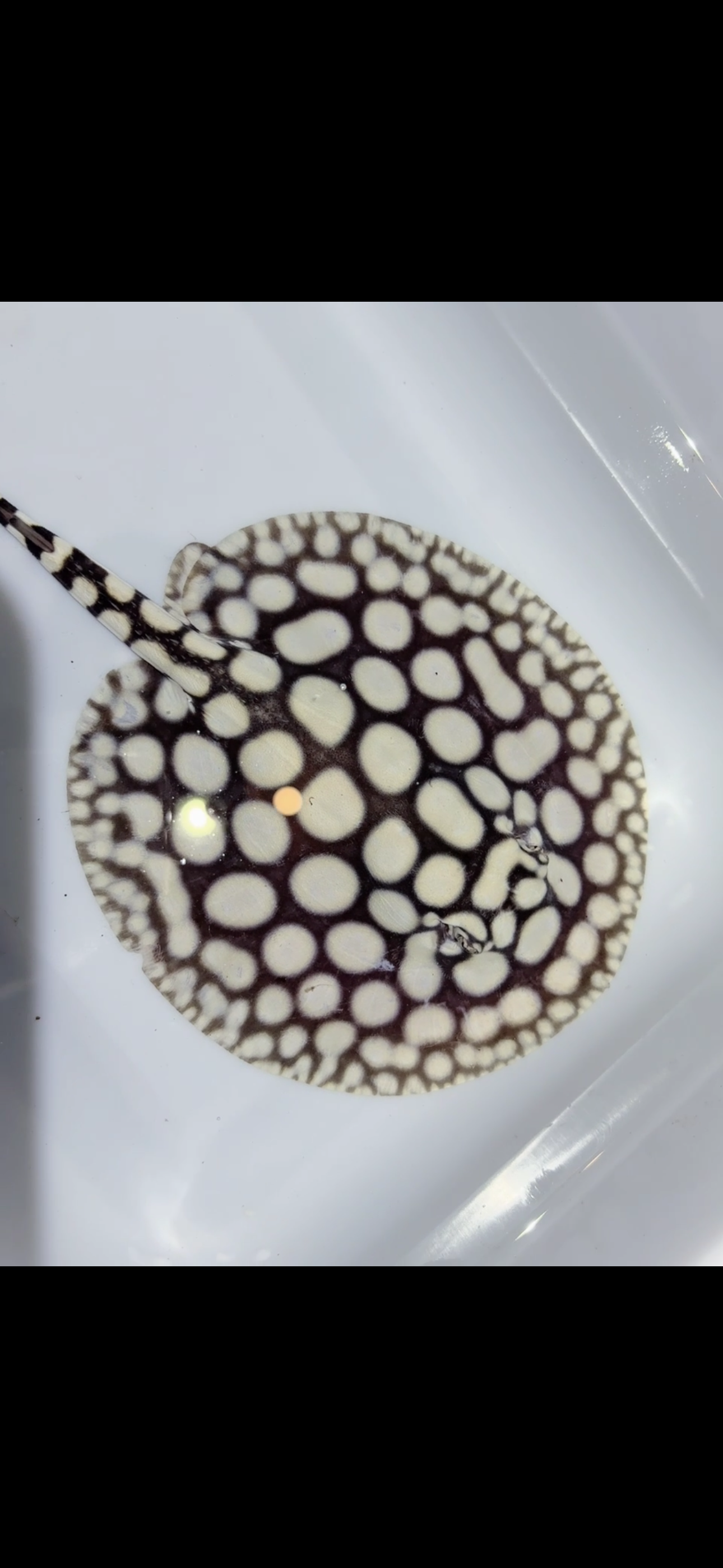 Freshwater Stingray NanShen/Male God Black Diamond Male