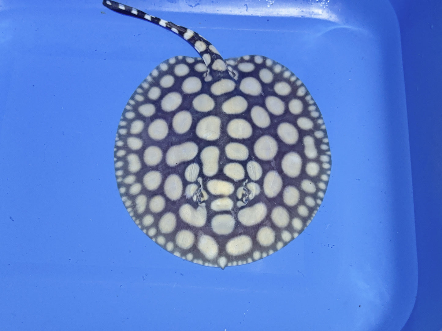 Freshwater Stingray NanShen/Male God Black Diamond Male