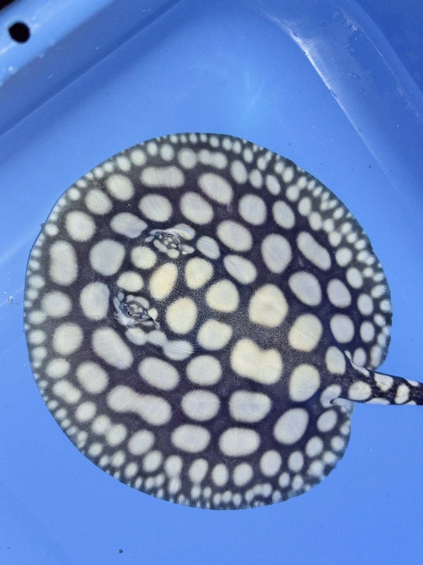 Freshwater Stingray NanShen/Male God Black Diamond Female
