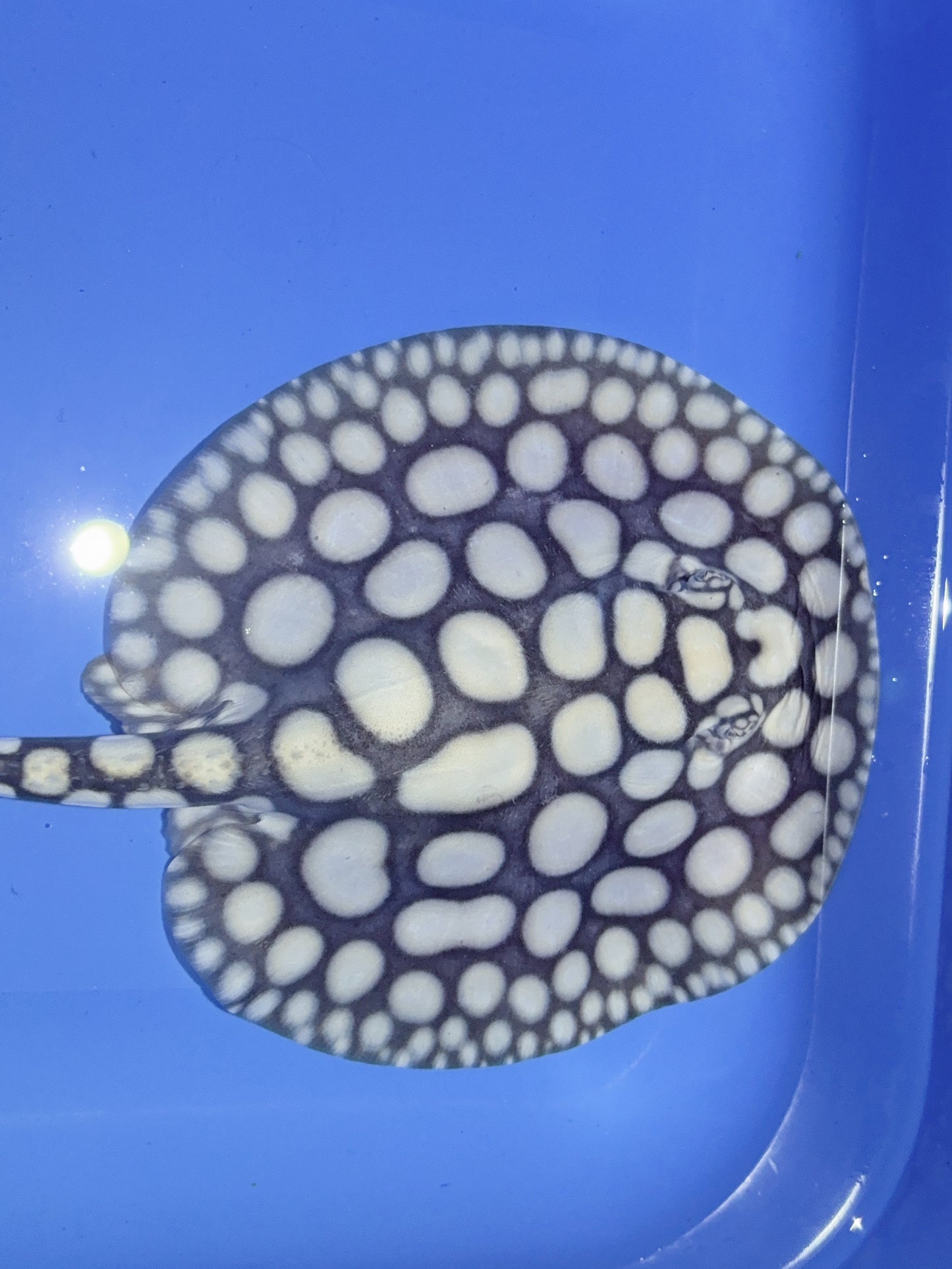 Freshwater Stingray NanShen/Male God Black Diamond Male