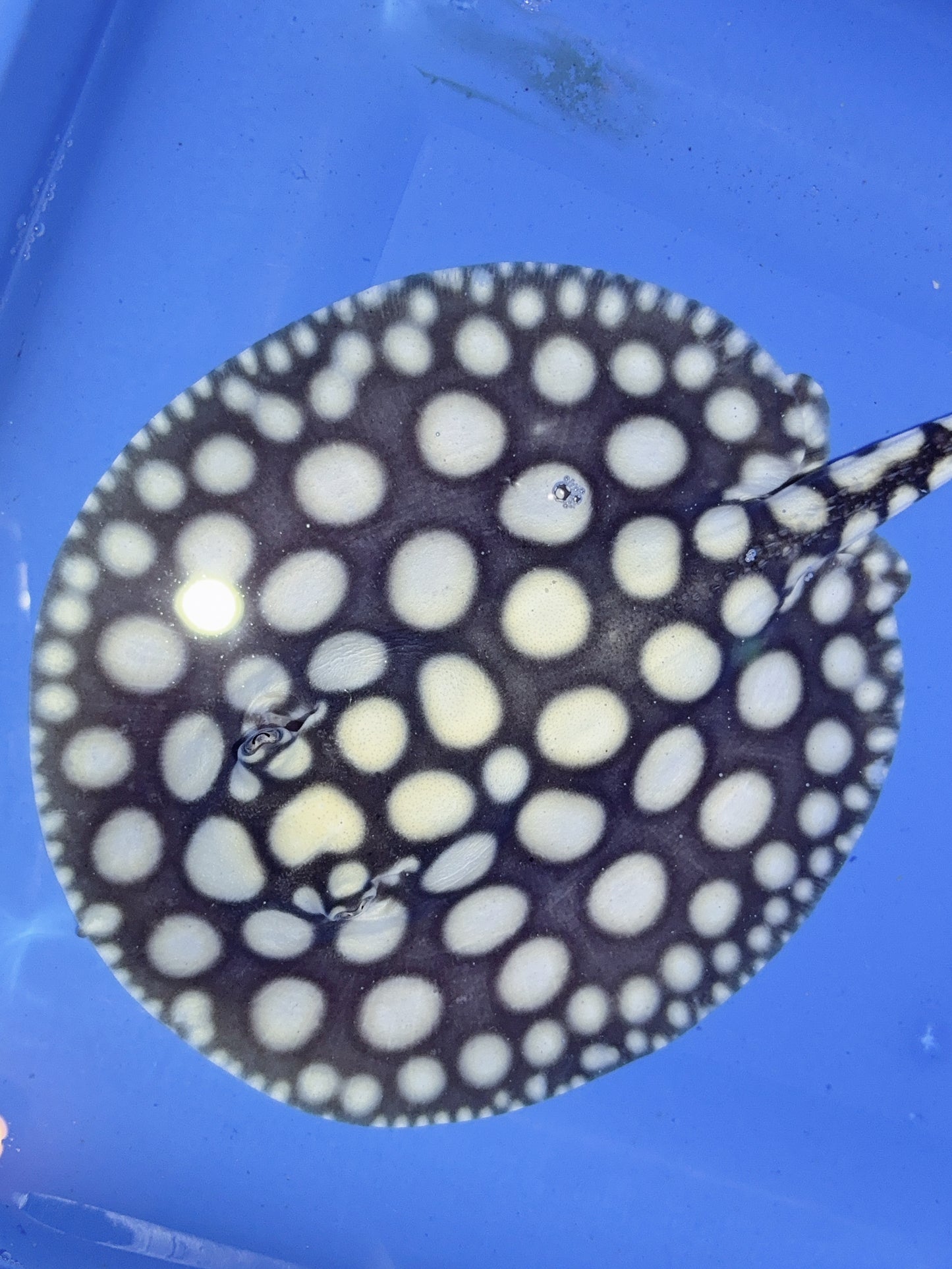 Freshwater Stingray NanShen/Male God Black Diamond Female