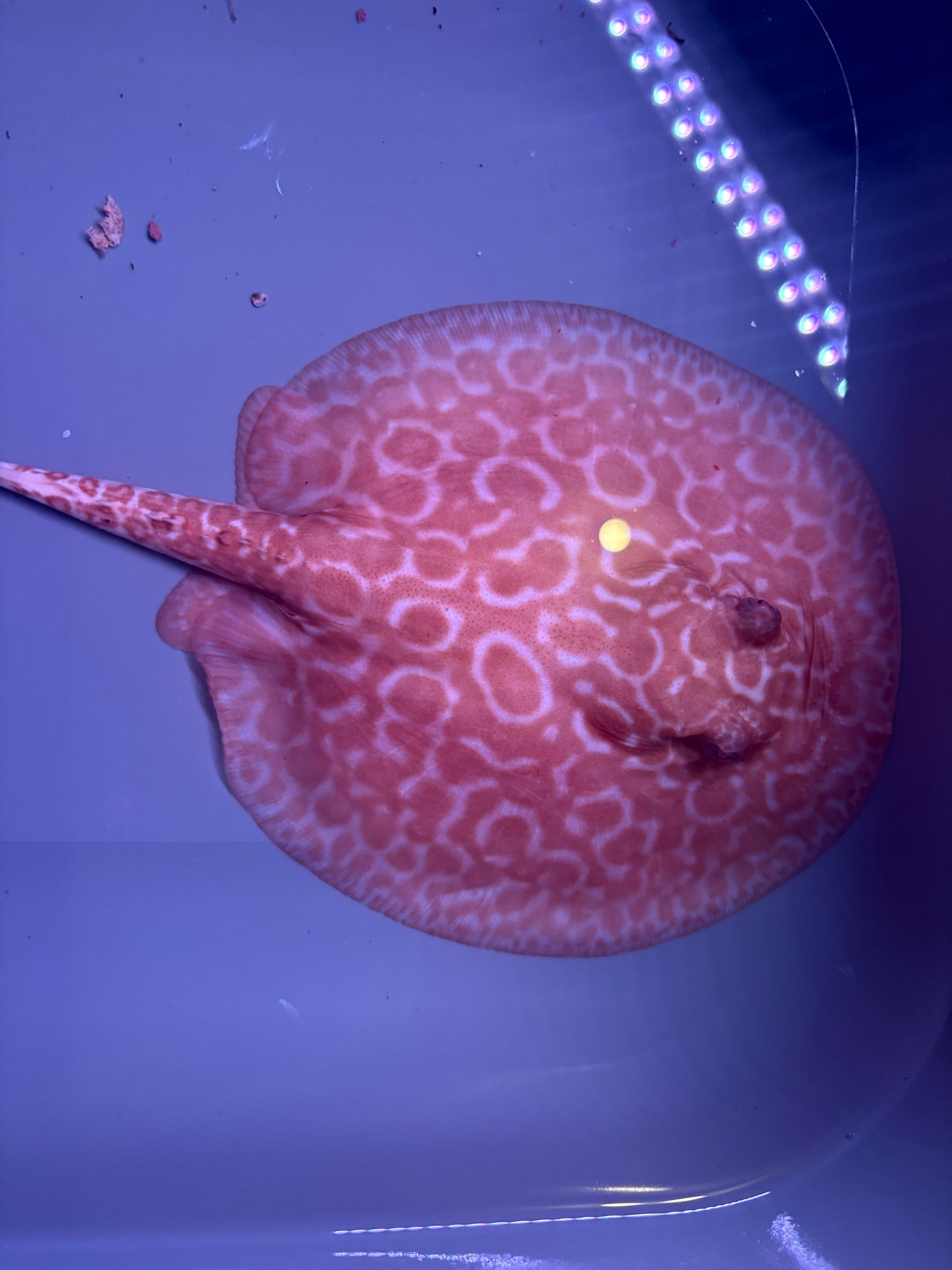 Freshwater Stingray Red Lucy Albino Female 2