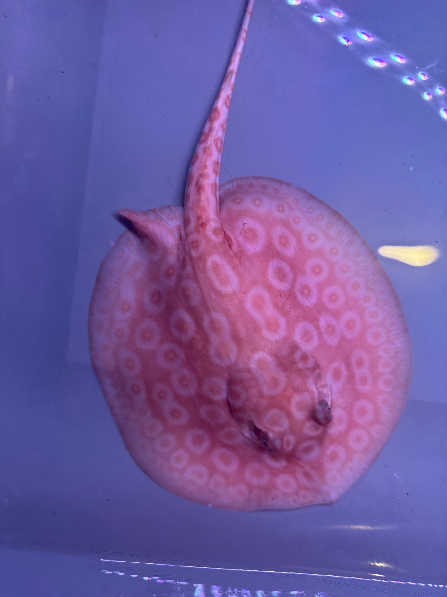 Freshwater Stingray Redbase Pearl Albino Female