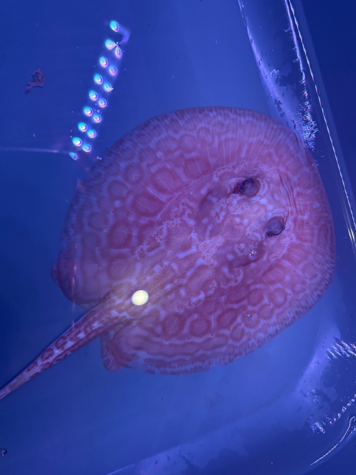 Freshwater Stingray Red Lucy Albino Female 3