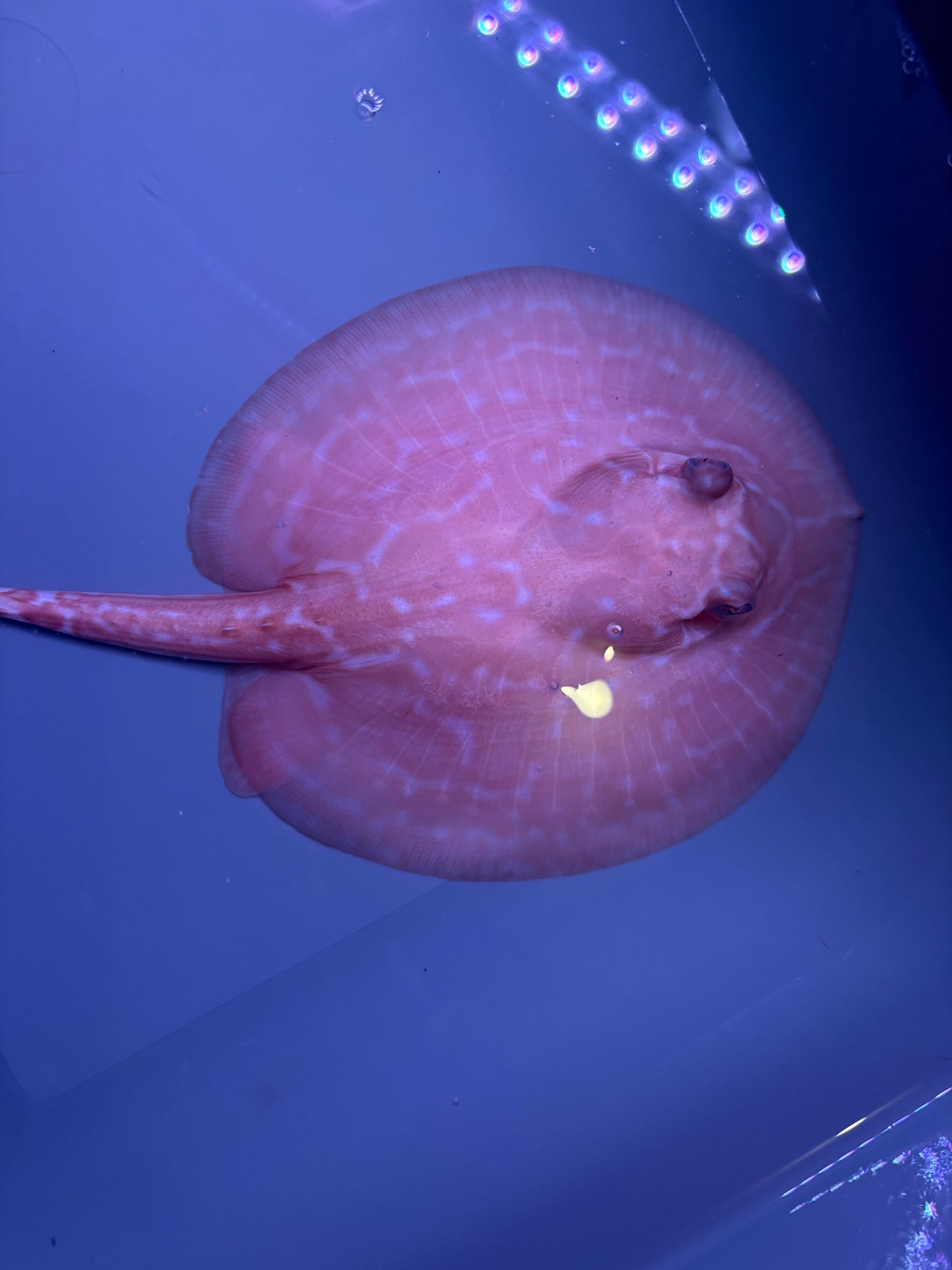 Freshwater Stingray Red Lucy Albino Female 6