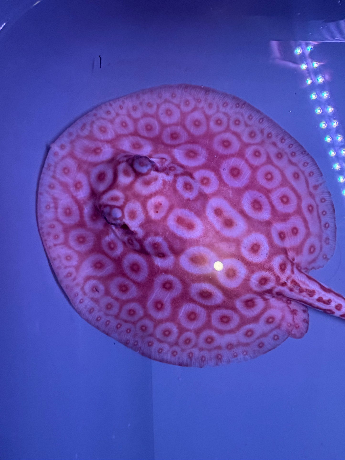 Freshwater Stingray Redbase Pearl Albino Female