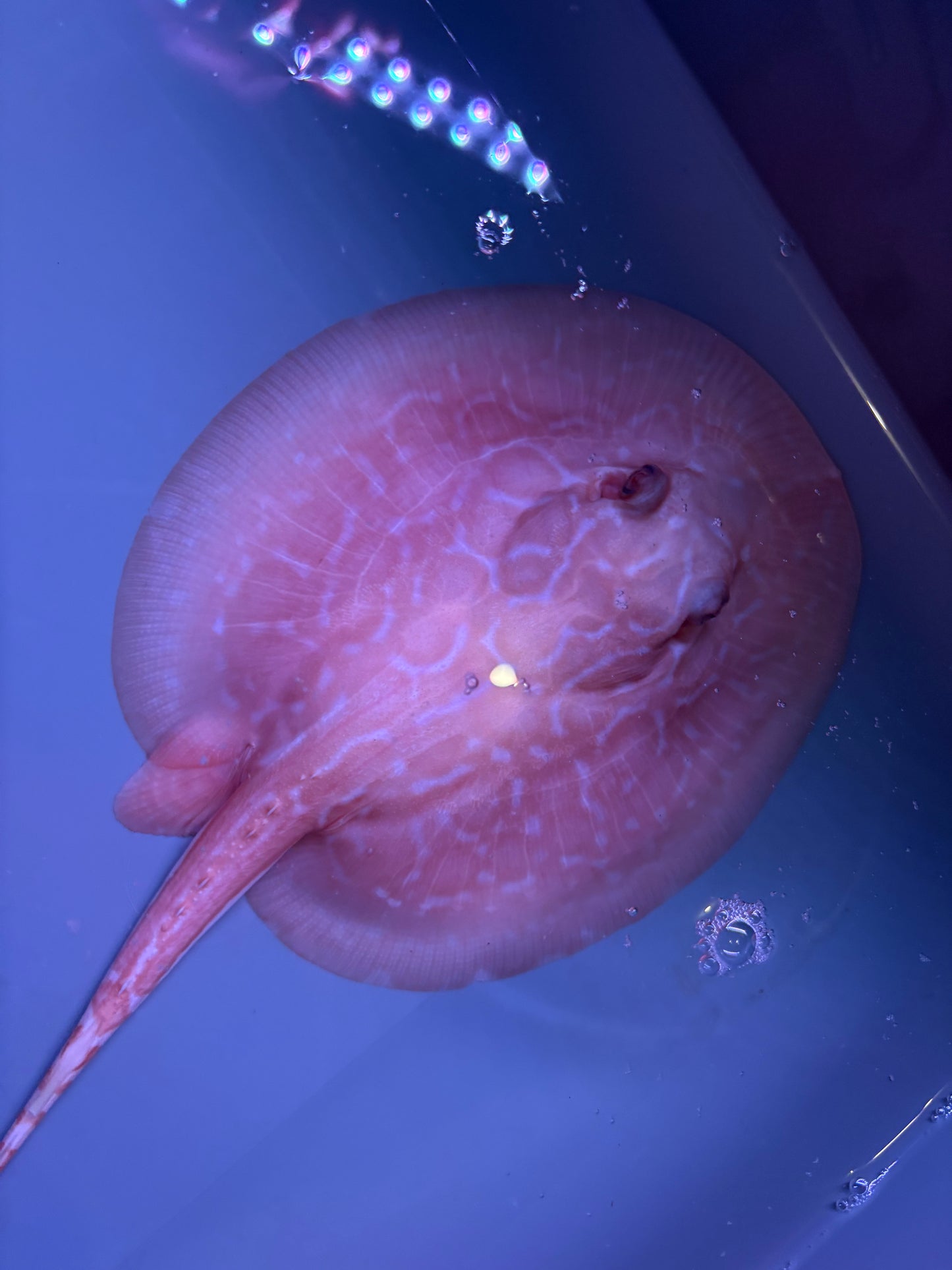 Freshwater Stingray Red Lucy Albino Female 7