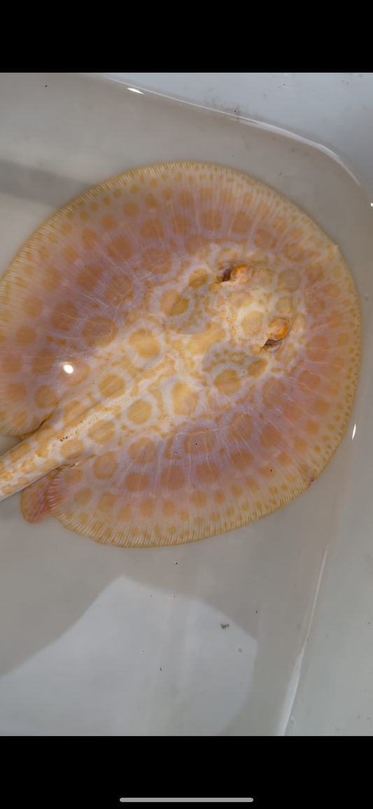 goldenbase boesemani hybrid albino male 7inch