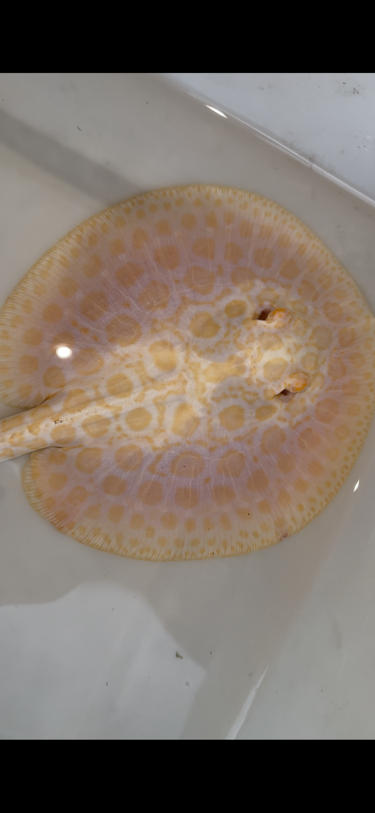 goldenbase boesemani hybrid albino male 7inch