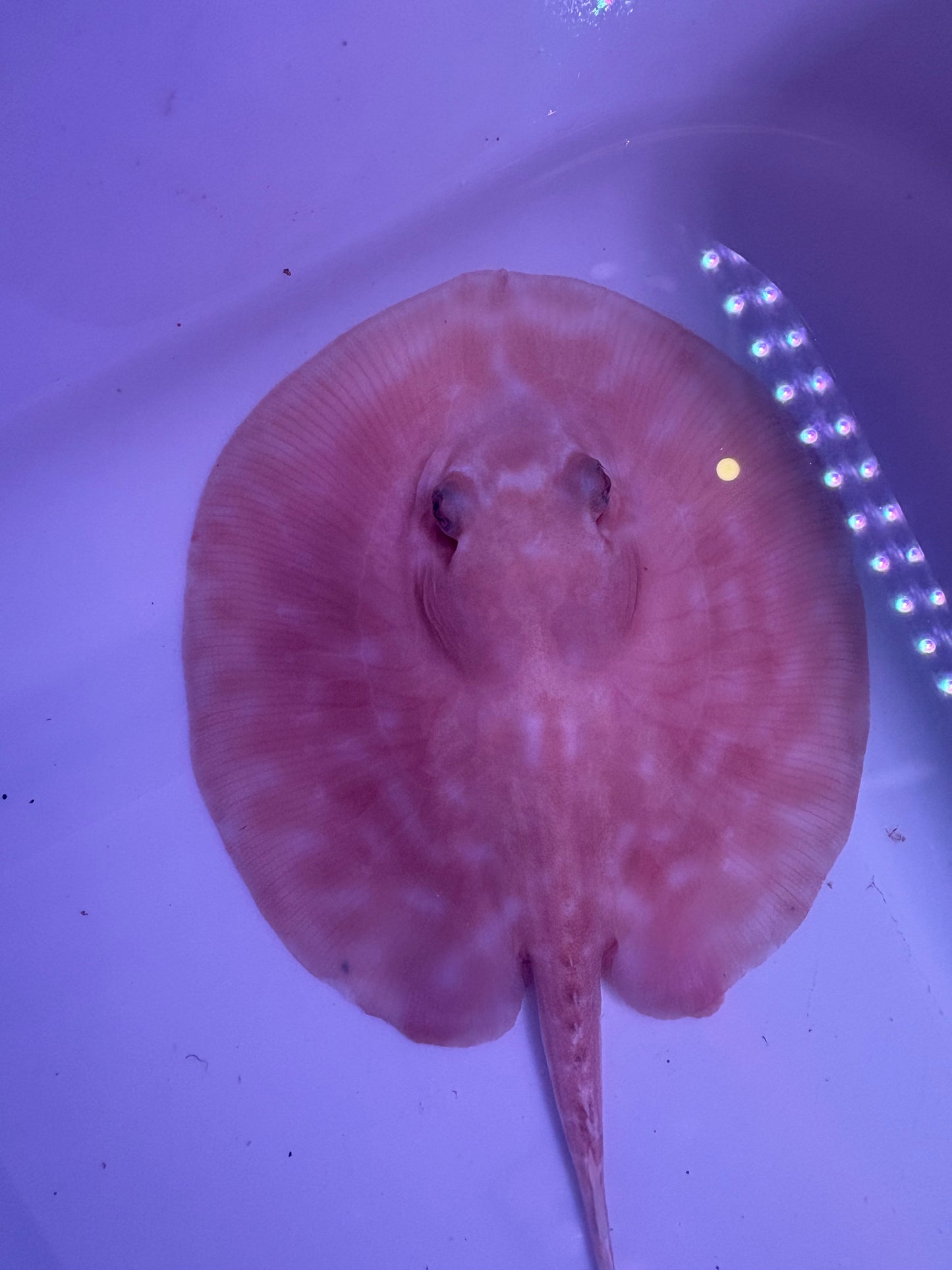 Freshwater Stingray Red Lucy Albino Male 1