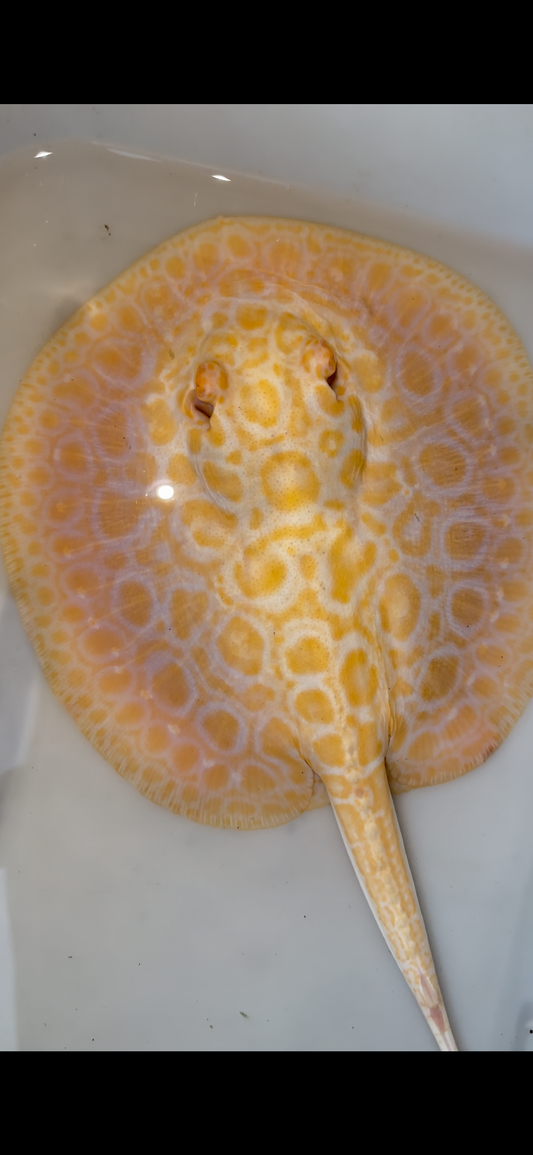 goldenbase boesemani hybrid albino female 7inch