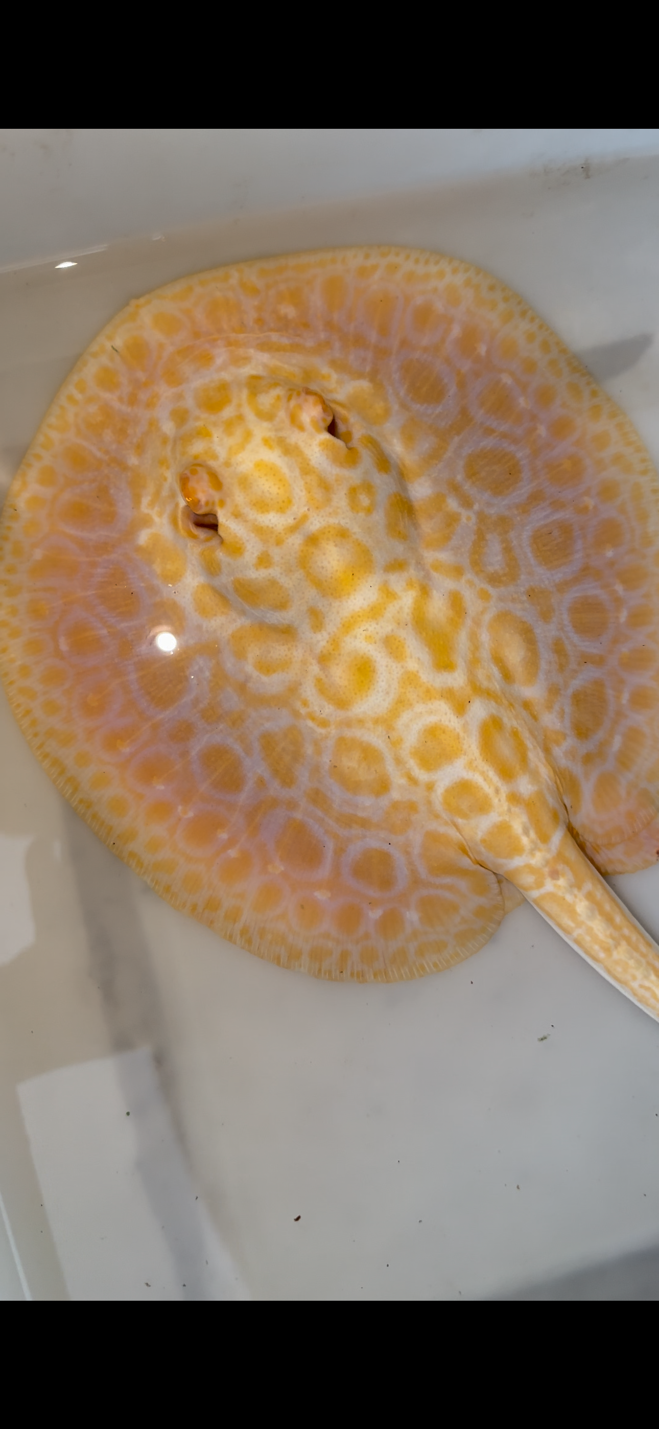 goldenbase boesemani hybrid albino female 7inch