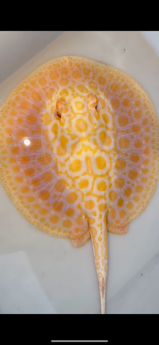 goldenbase boesemani hybrid albino female 7inch