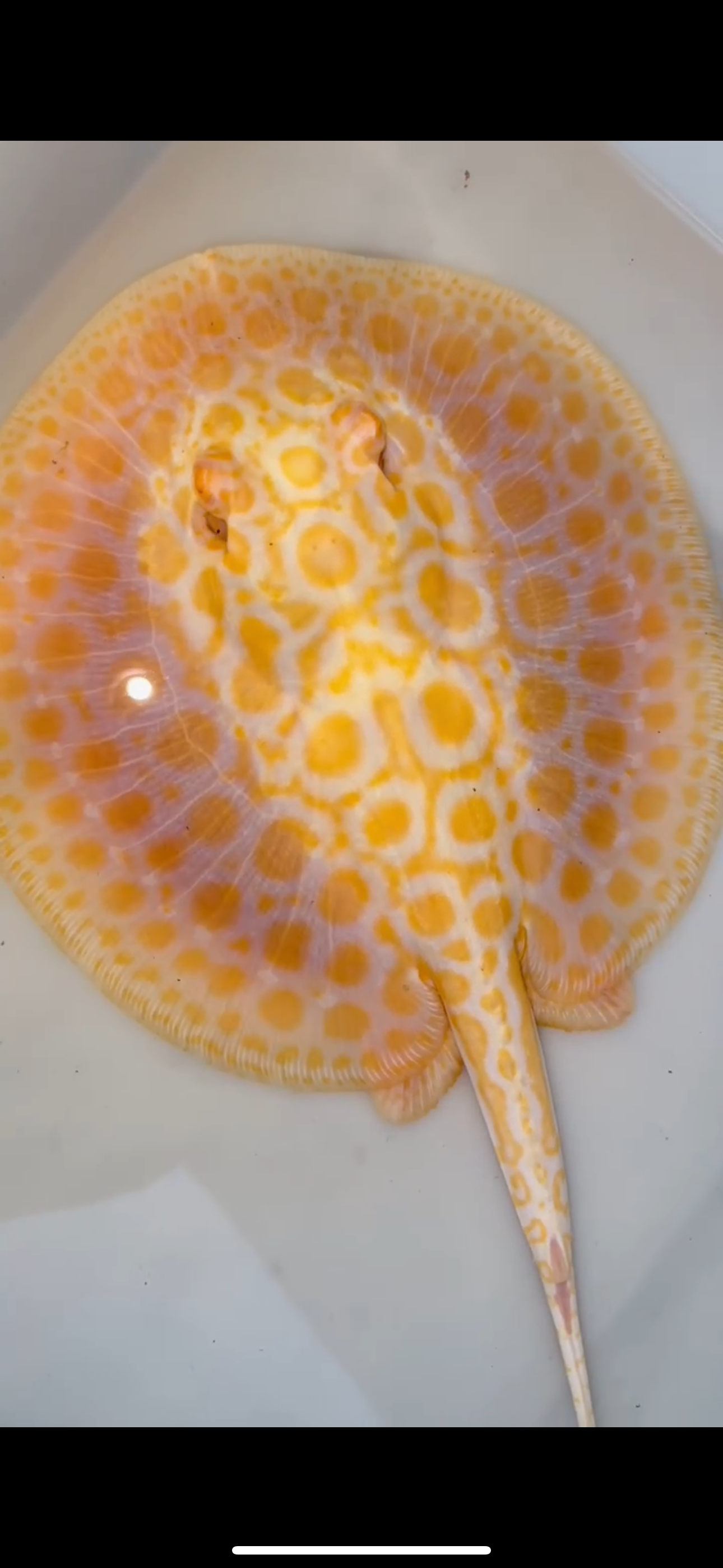 goldenbase boesemani hybrid albino female 7inch