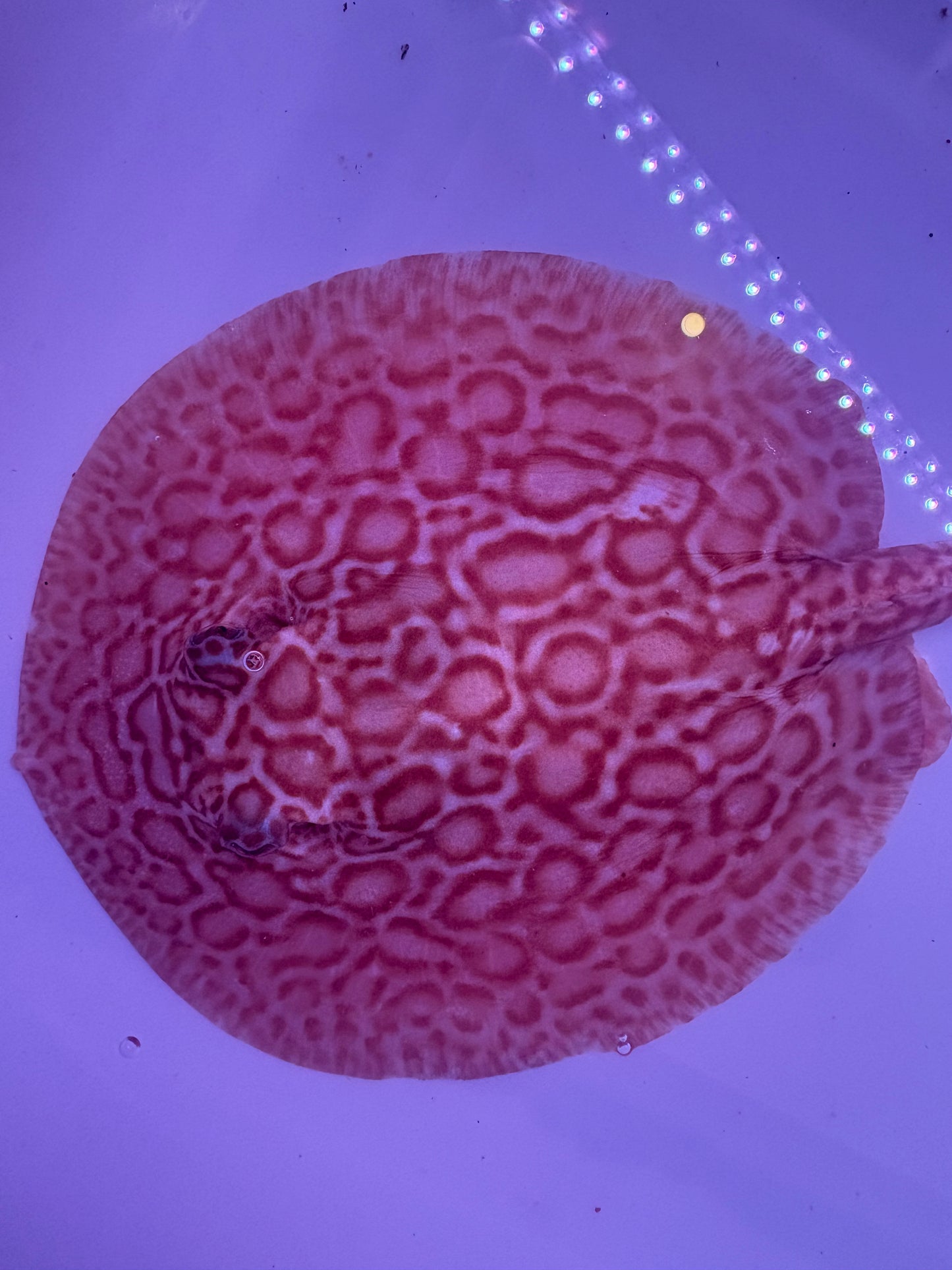 Freshwater Stingray Red Lucy Albino Male 2