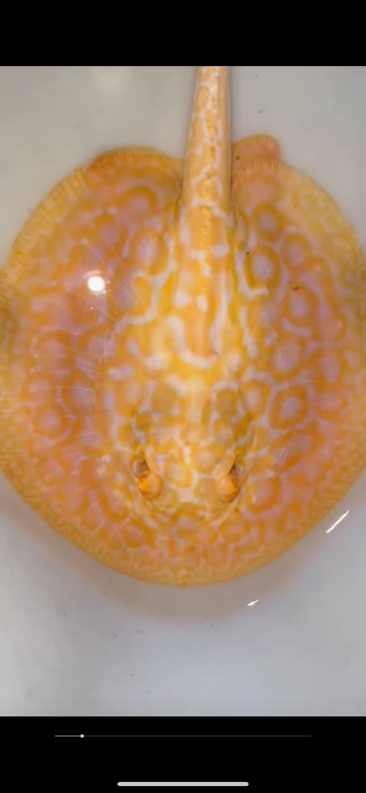 goldenbase boesemani hybrid albino female 6inch