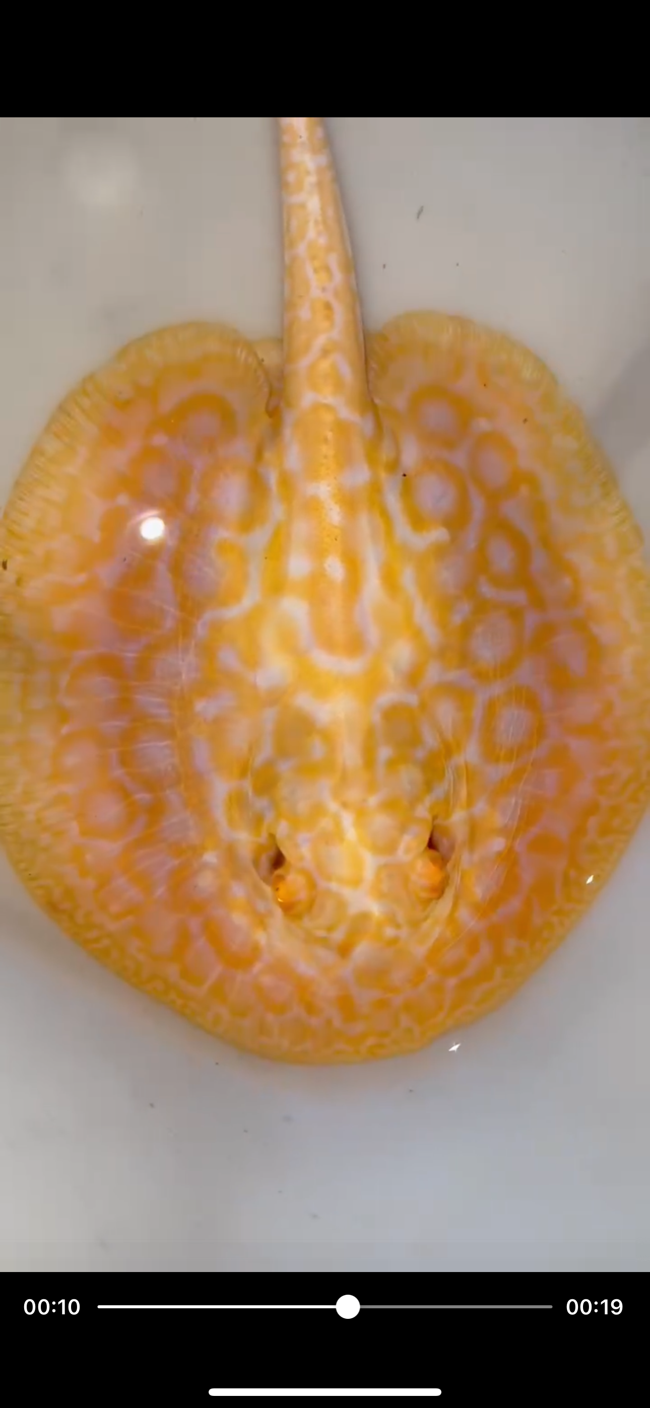 goldenbase boesemani hybrid albino female 6inch