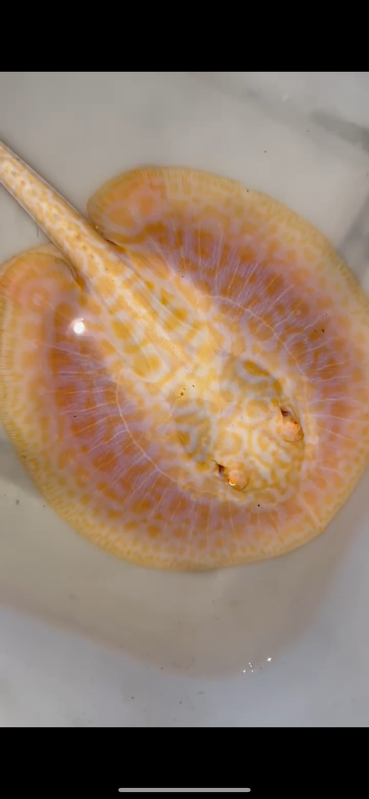 goldenbase boesemani hybrid albino male 6inch