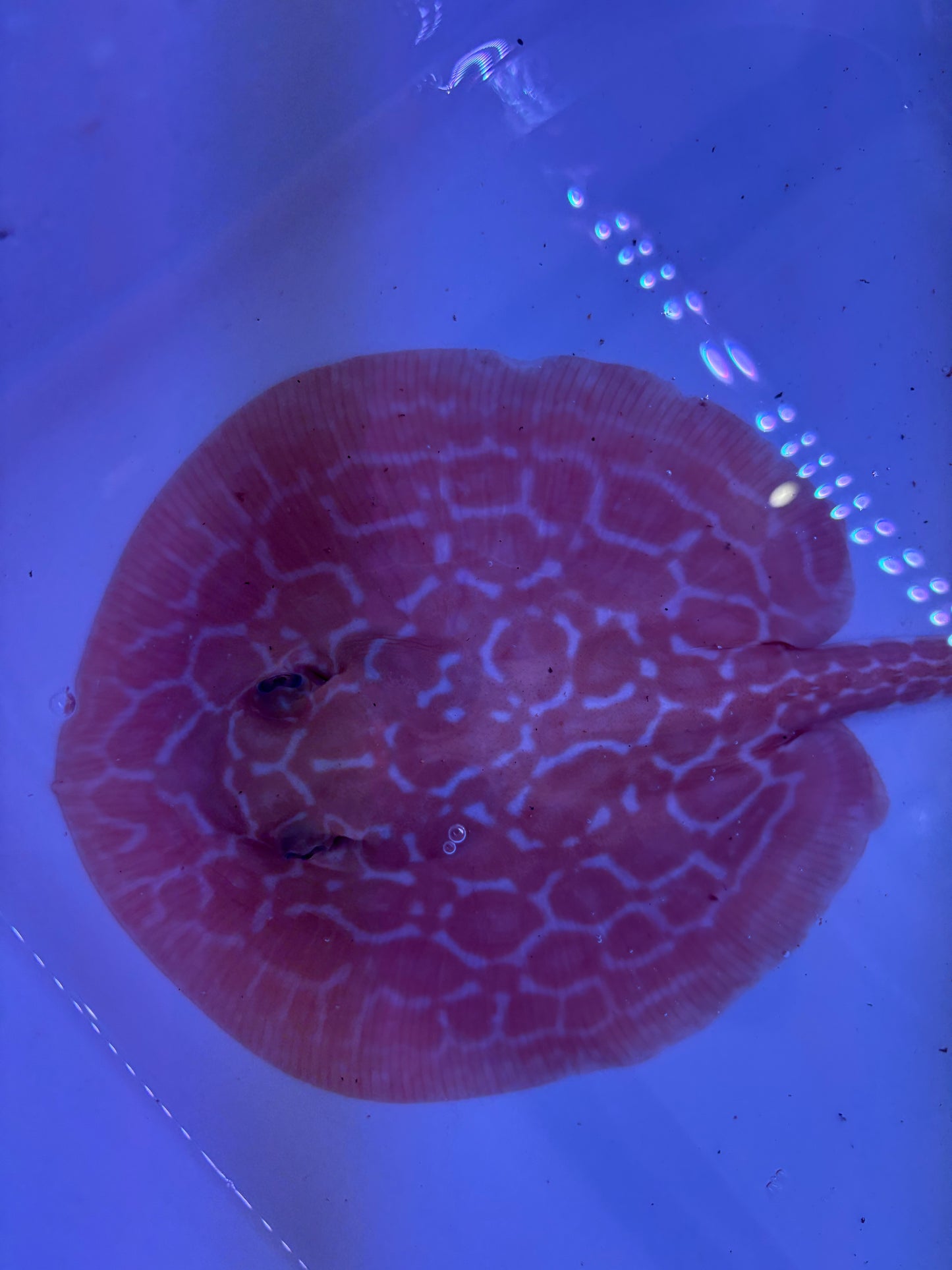 Freshwater Stingray Red Lucy Albino Male 3