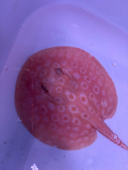 Freshwater Stingray Redbase Motoro Hybrid Albino Male