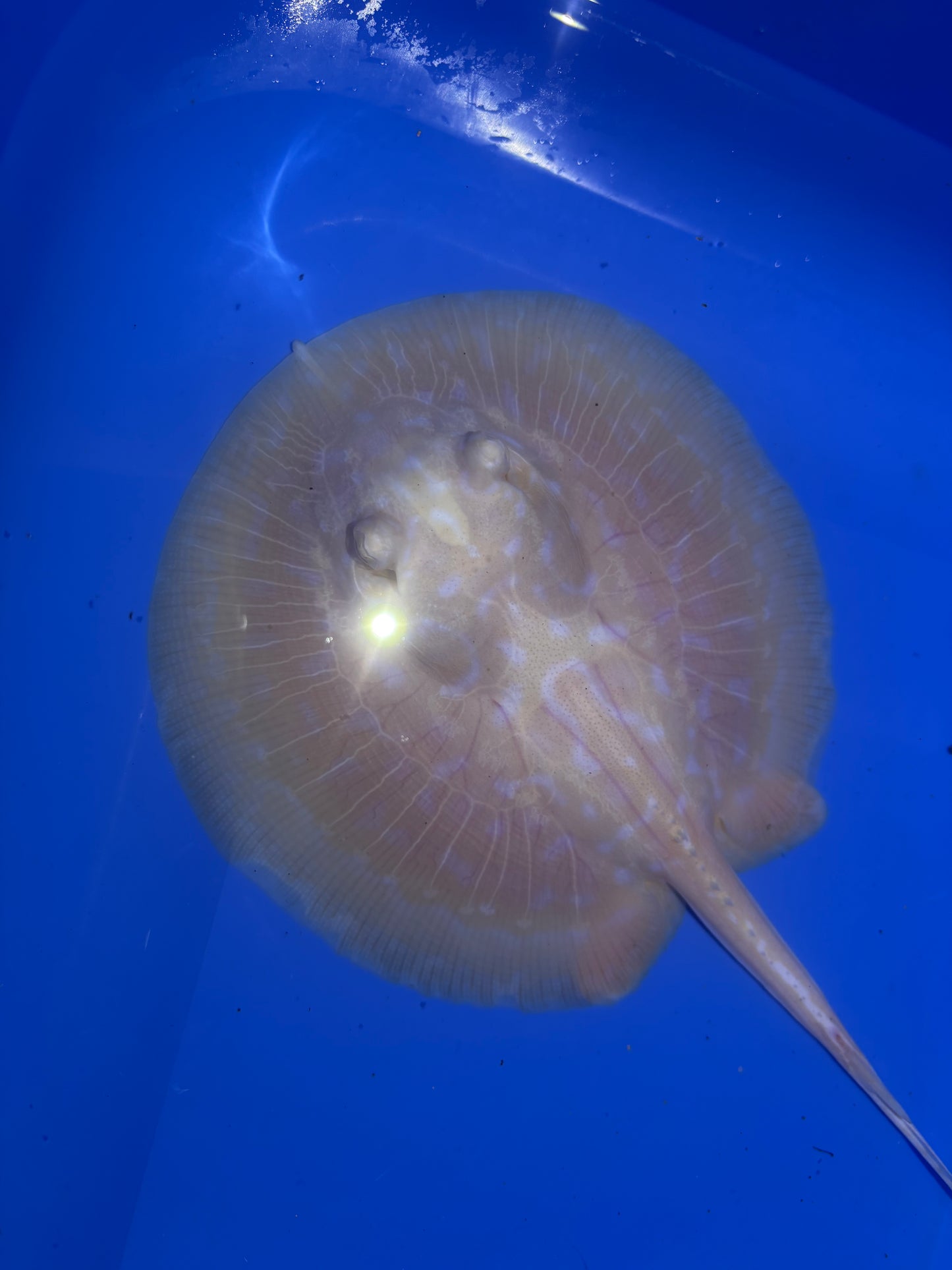 Freshwater Stingray GoldenBase Hybrid Albino Male 1