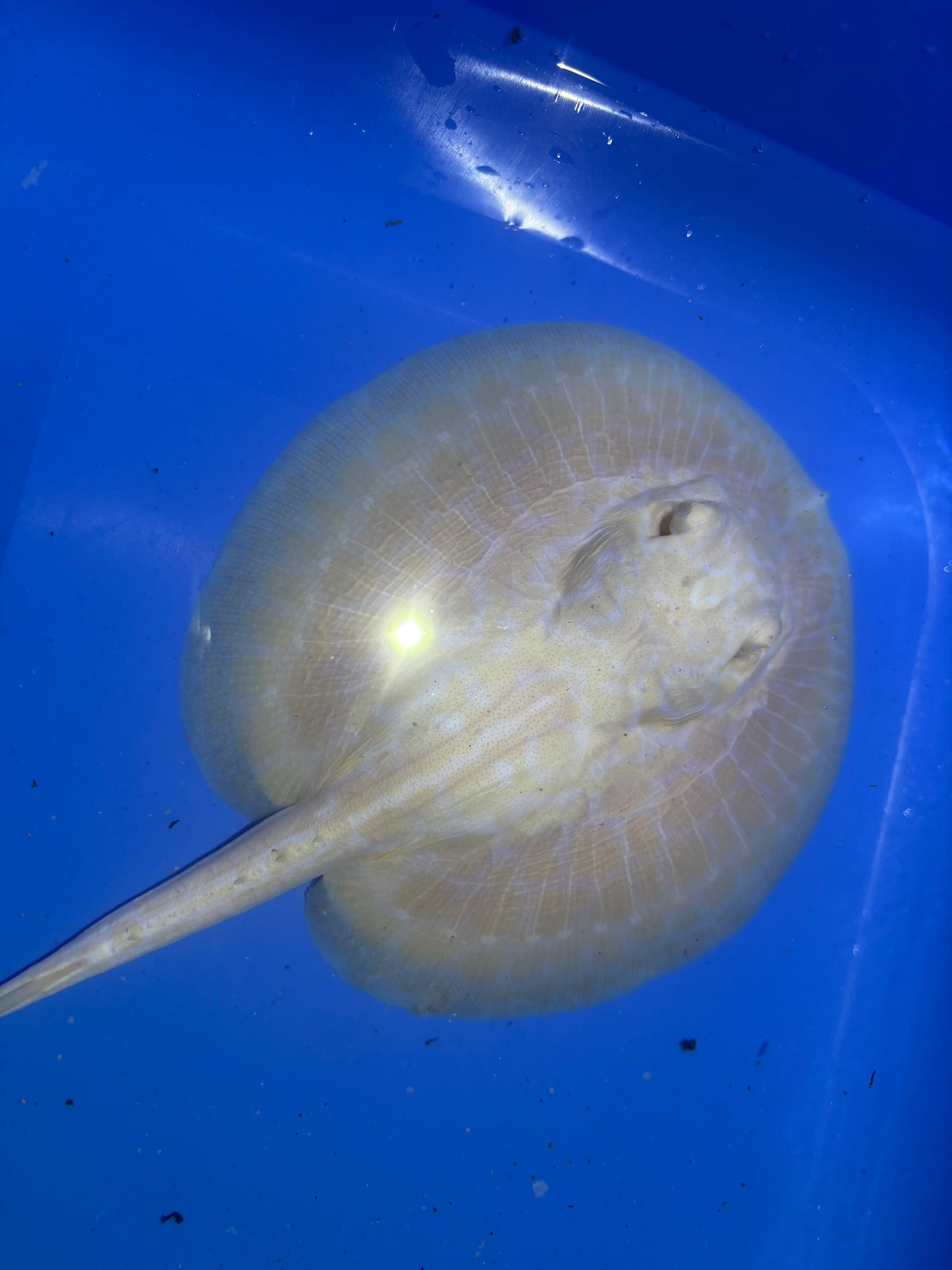 Freshwater Stingray GoldenBase Hybrid Albino Male 2