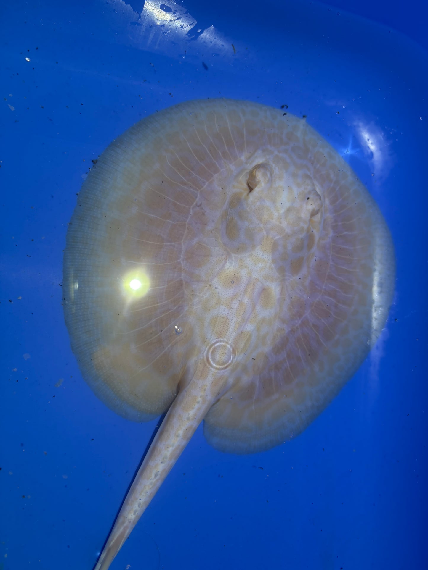 Freshwater Stingray GoldenBase Hybrid Albino Male 3