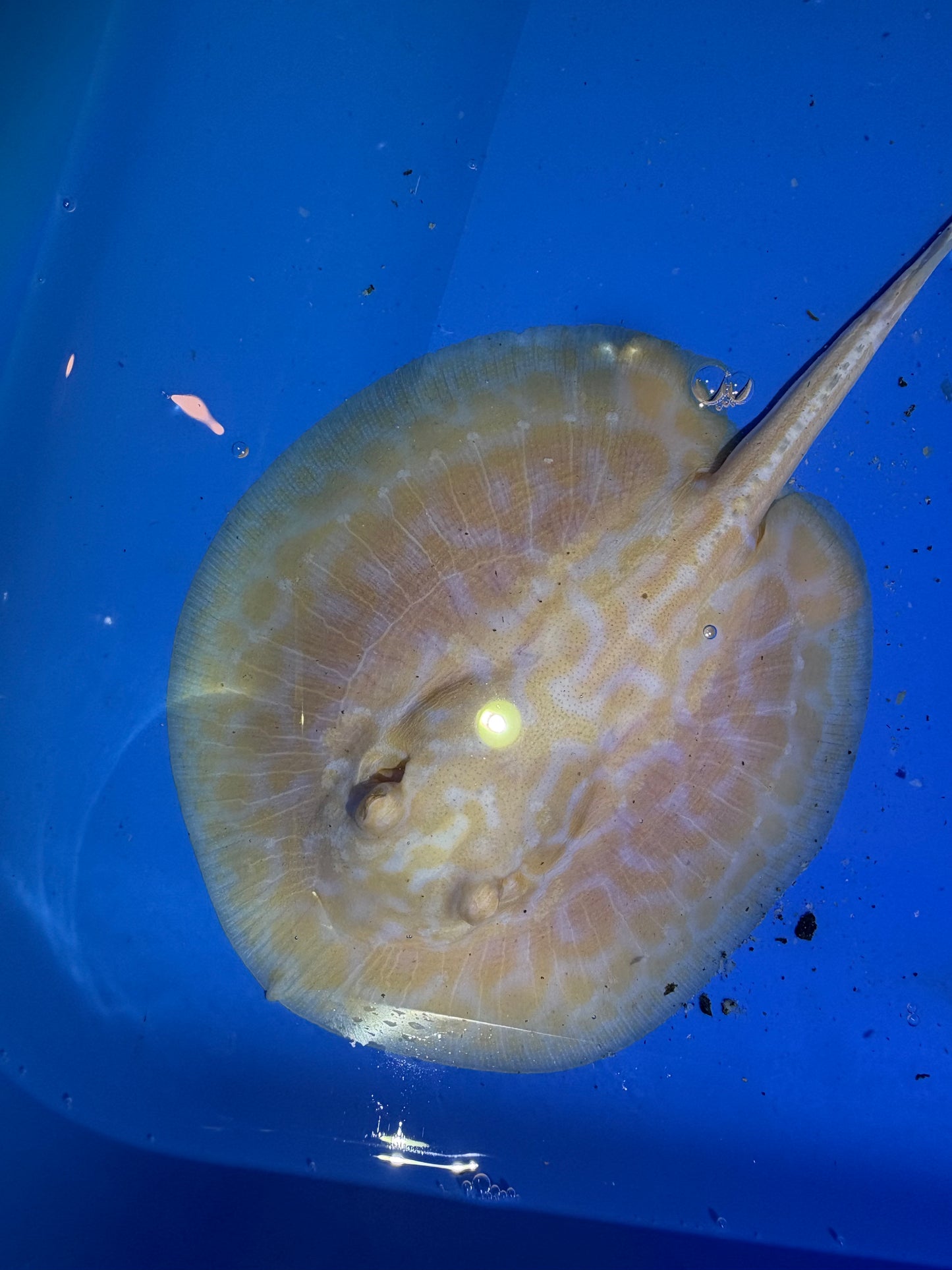 Freshwater Stingray GoldenBase Hybrid Albino Male 4
