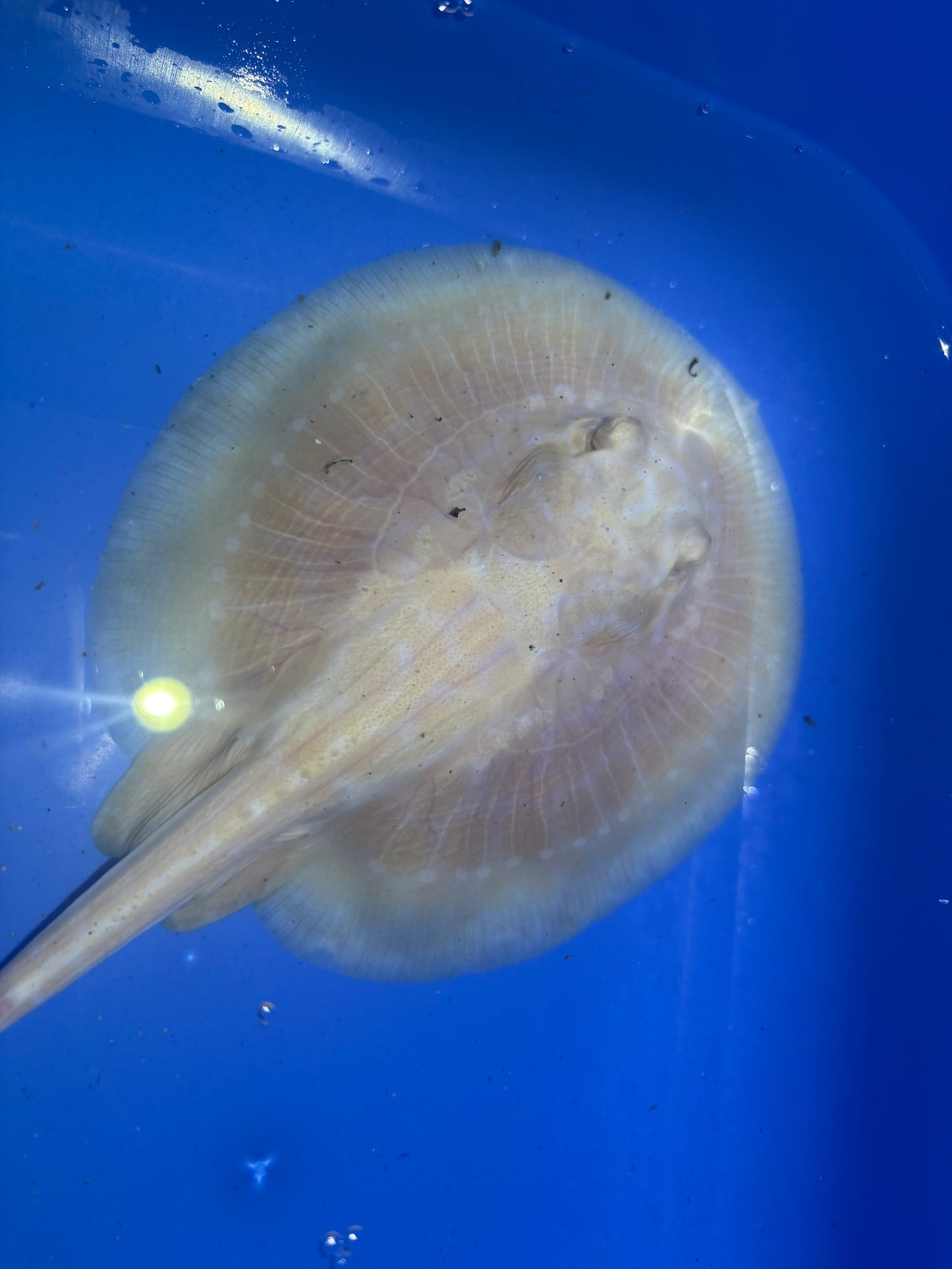 Freshwater Stingray GoldenBase Hybrid Albino Male 6