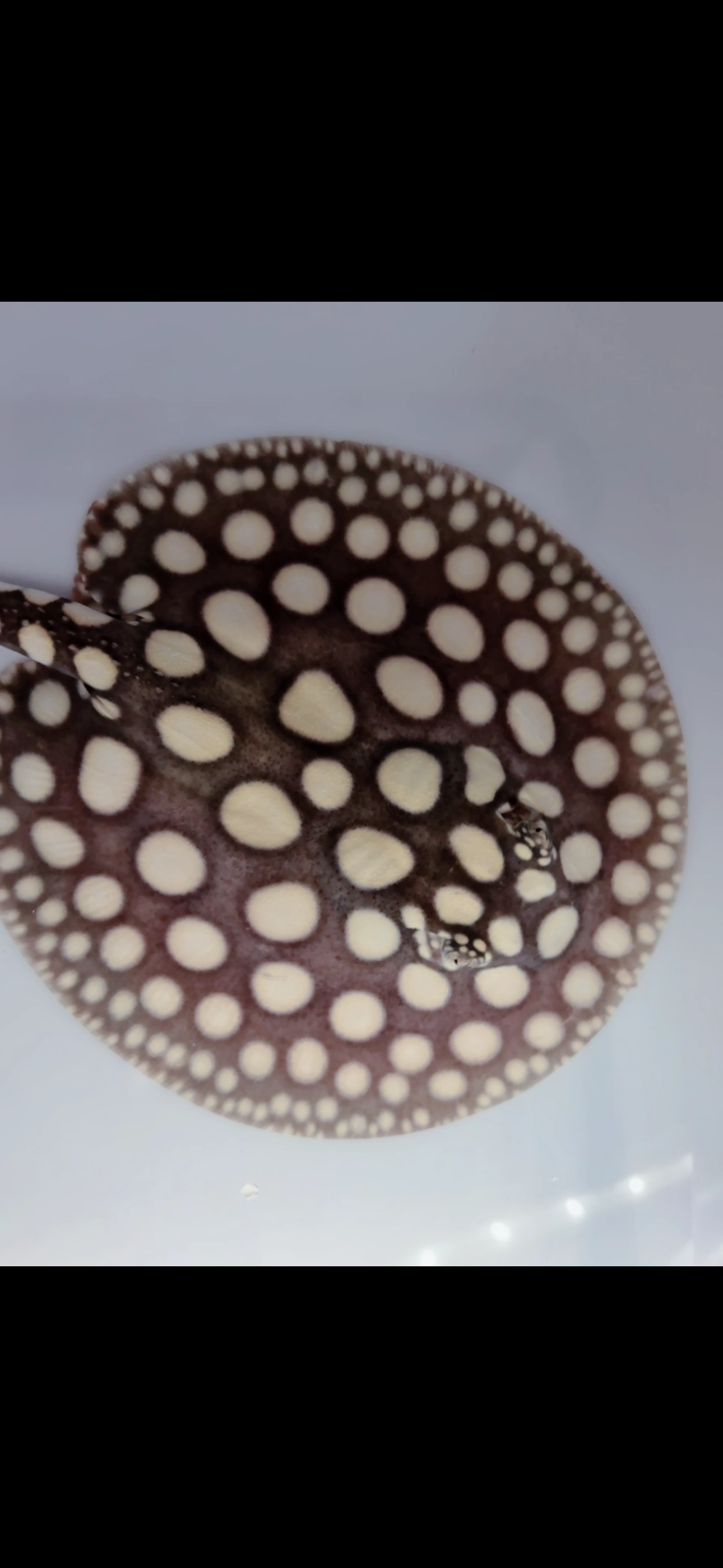 Freshwater stingray black diamond male 6inch