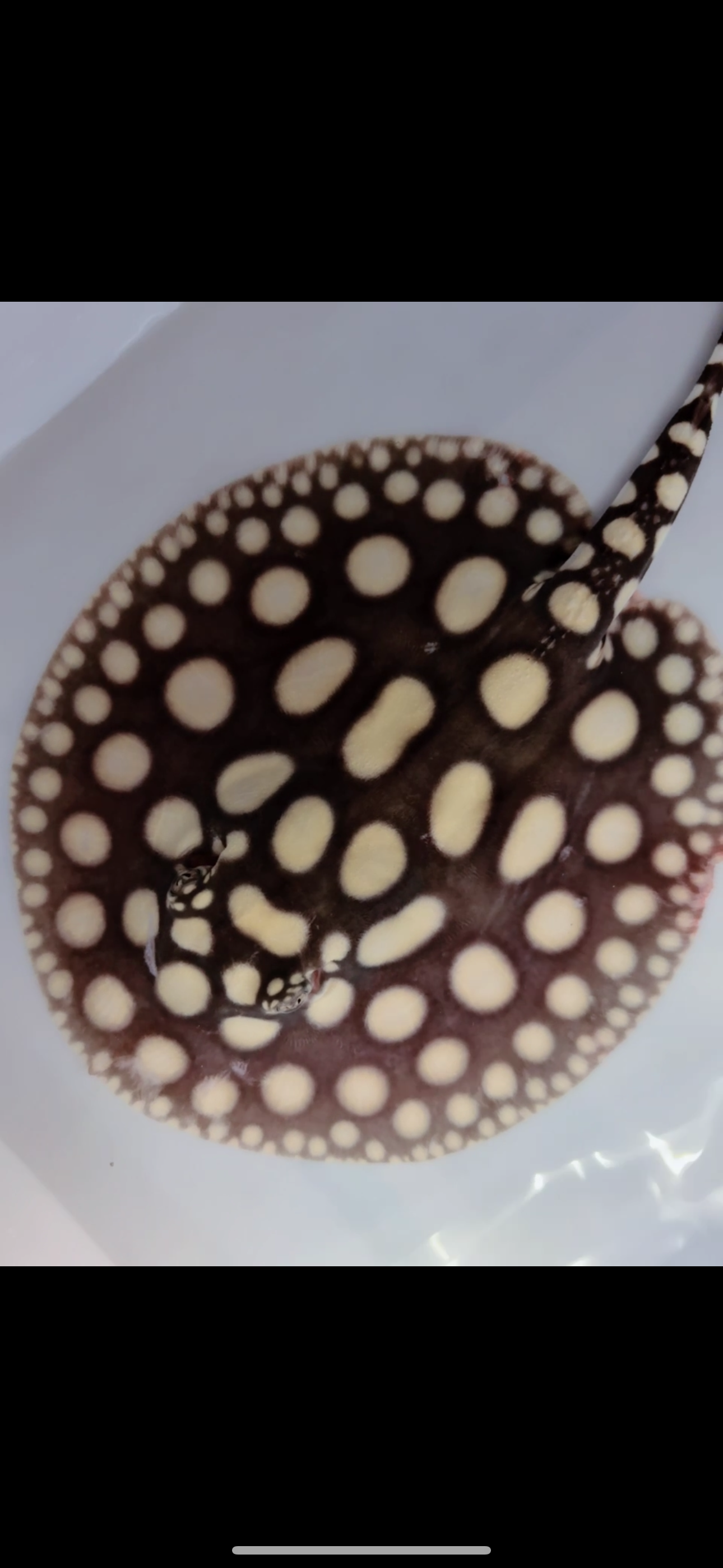 Freshwater stingray black diamond male 6inch