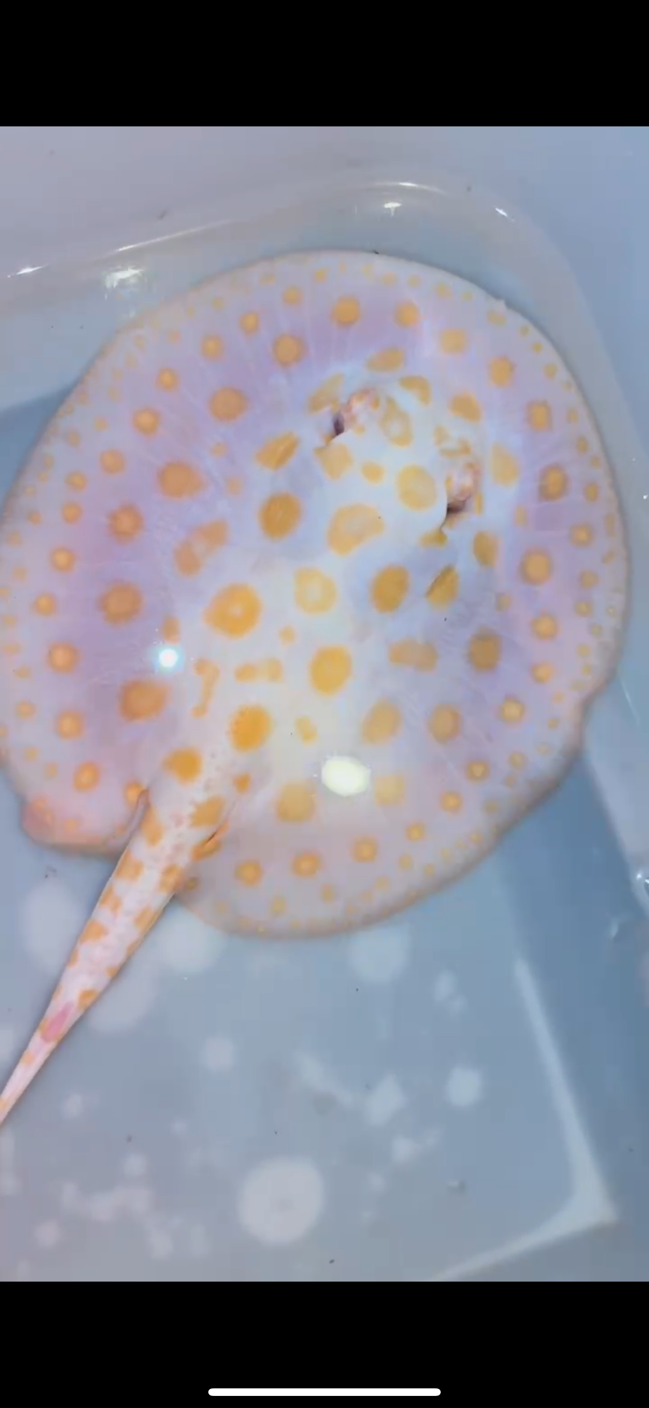 Freshwater stingray black diamond hybrid female 6inch