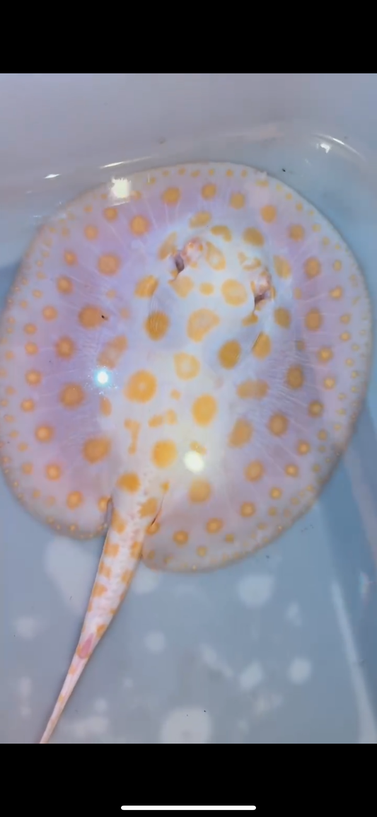 Freshwater stingray black diamond hybrid female 6inch