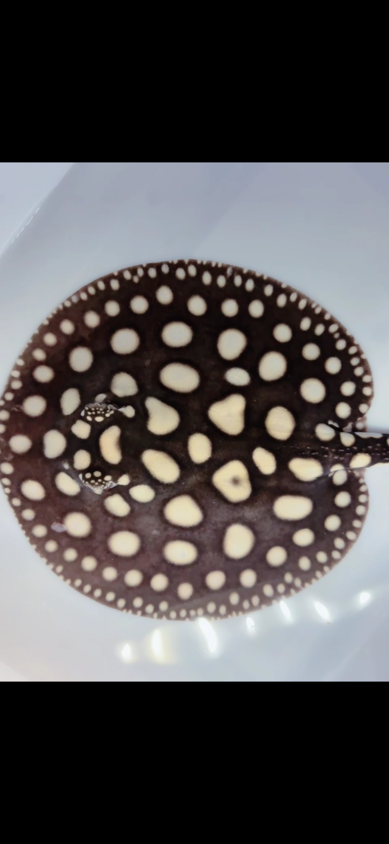 Freshwater stingray black diamond female 7inch