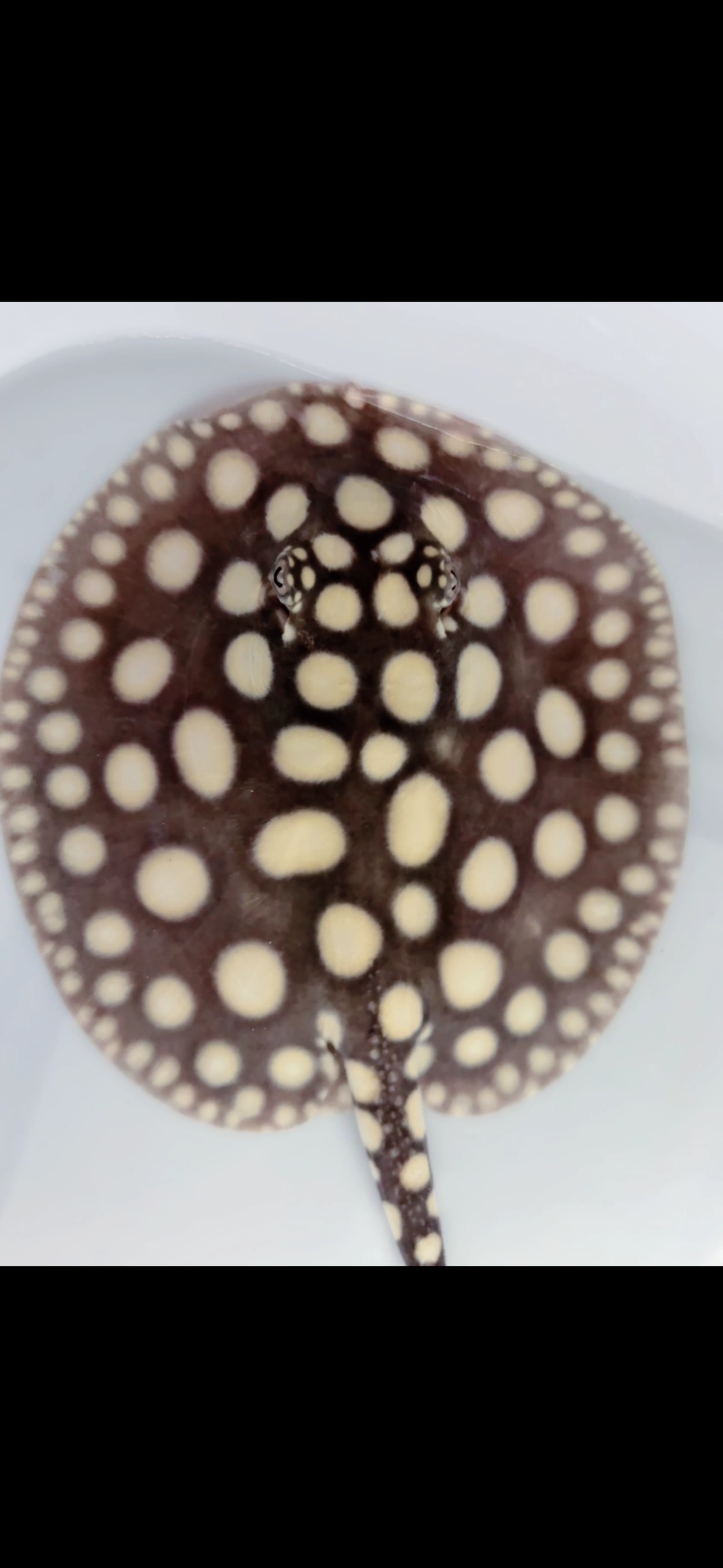 Freshwater stingray black diamond female 6inch