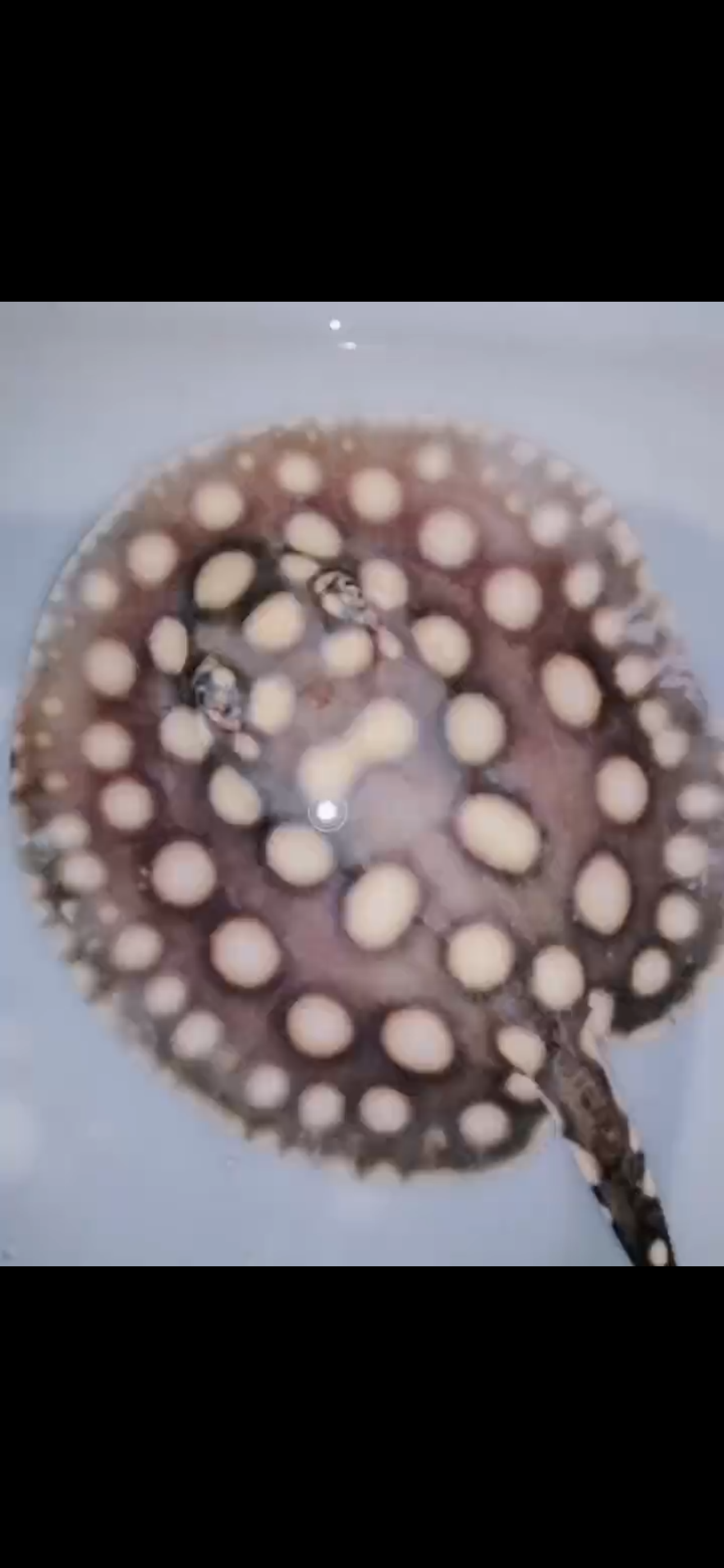 Freshwater stingray balck diamond female 6inch