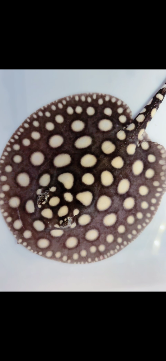 Freshwater stingray black diamond female 6 inch