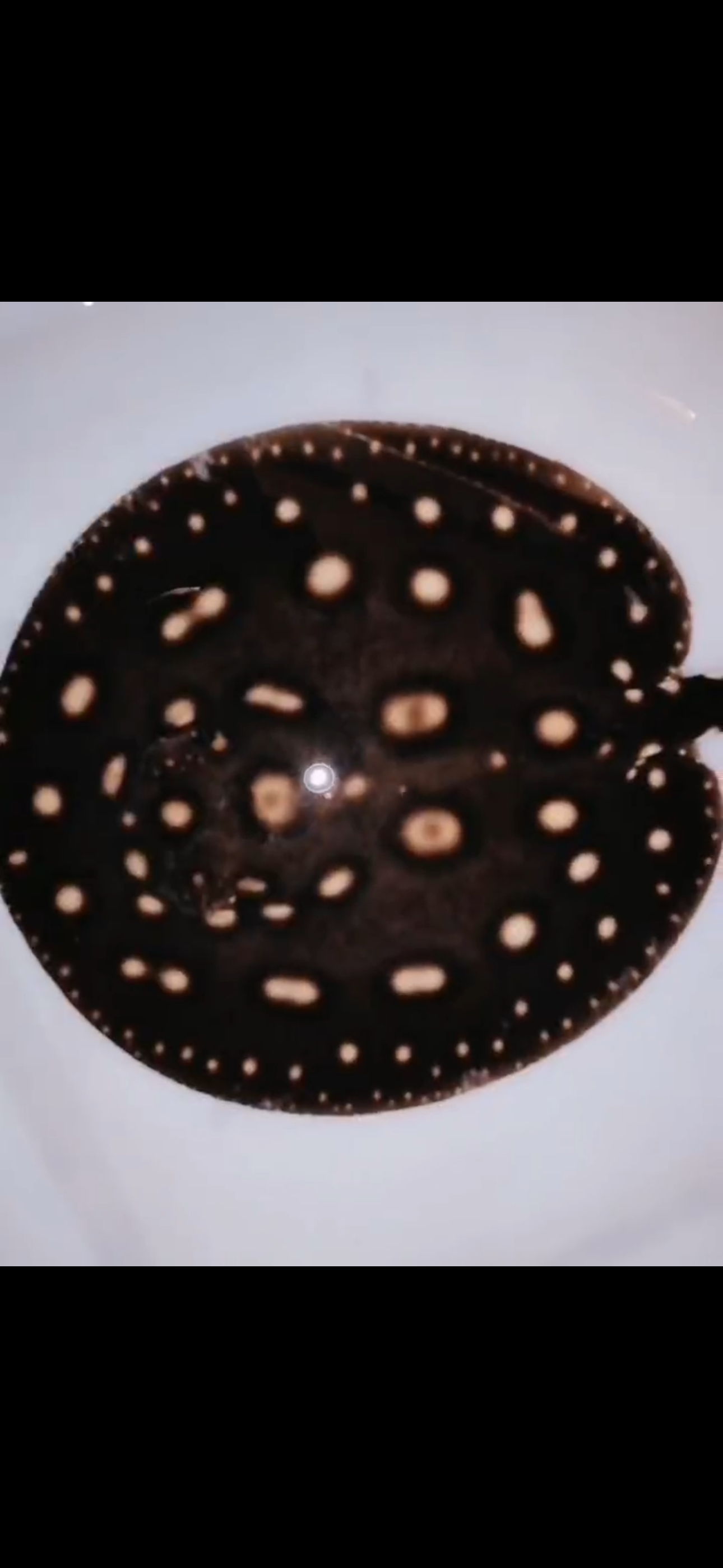 Freshwater stingray henlei female 6inch