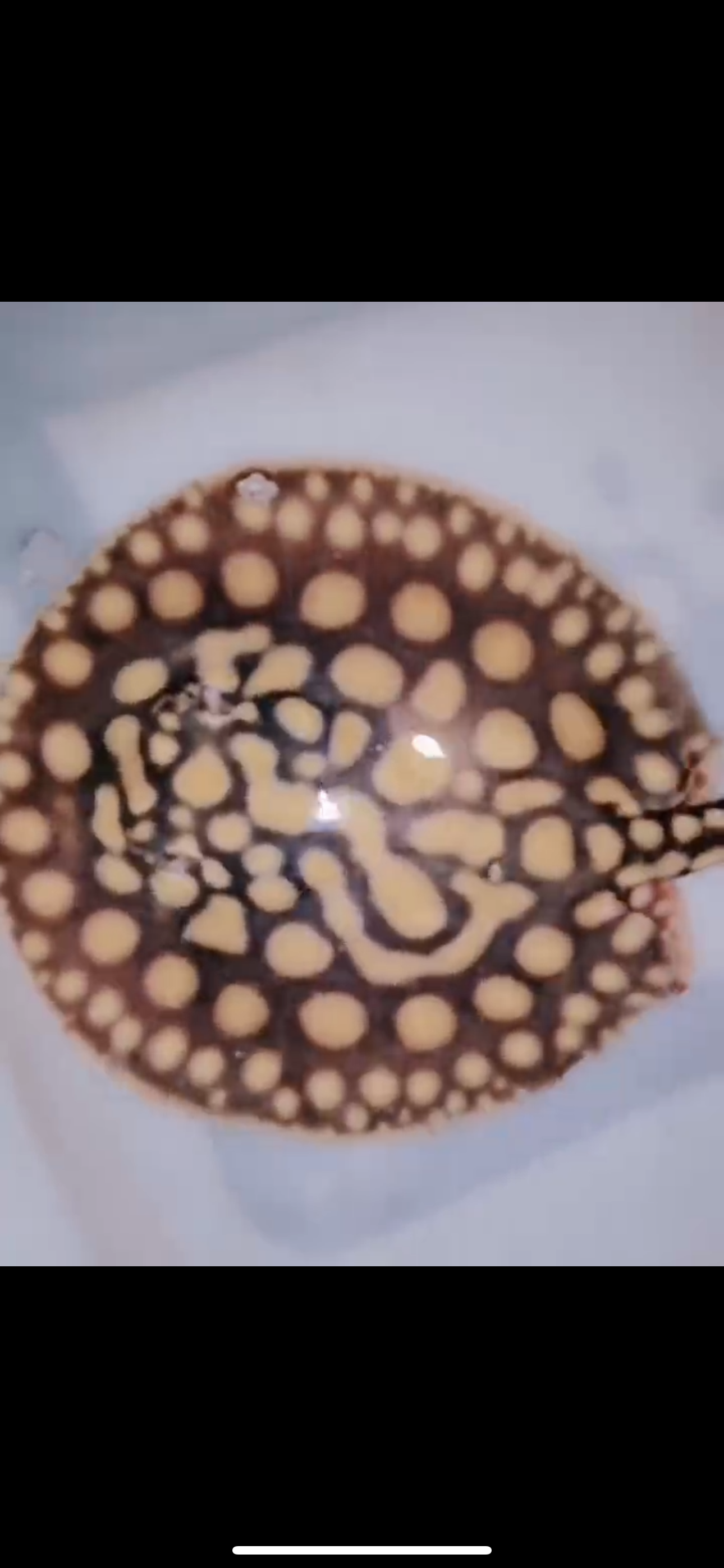 Freshwater Stingray Black Diamond Hybrid Het male 6inch