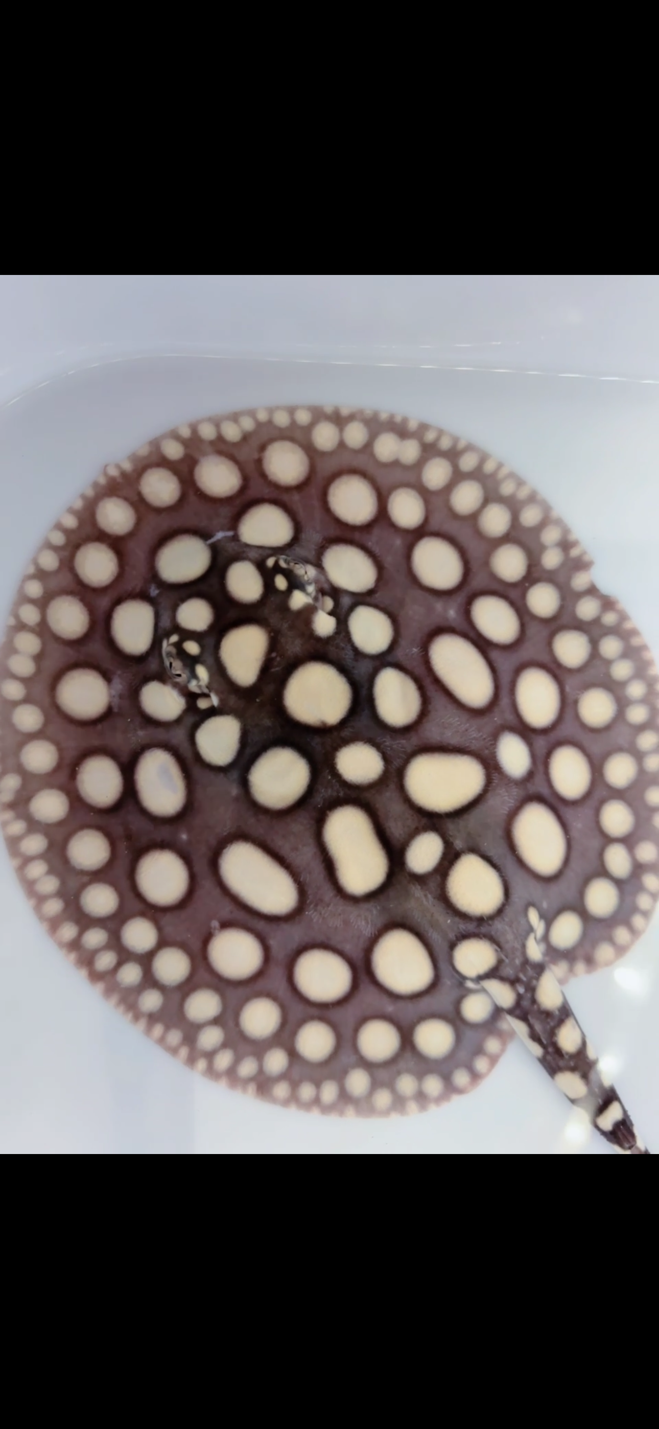 Freshwater stingray black diamond male 7inch