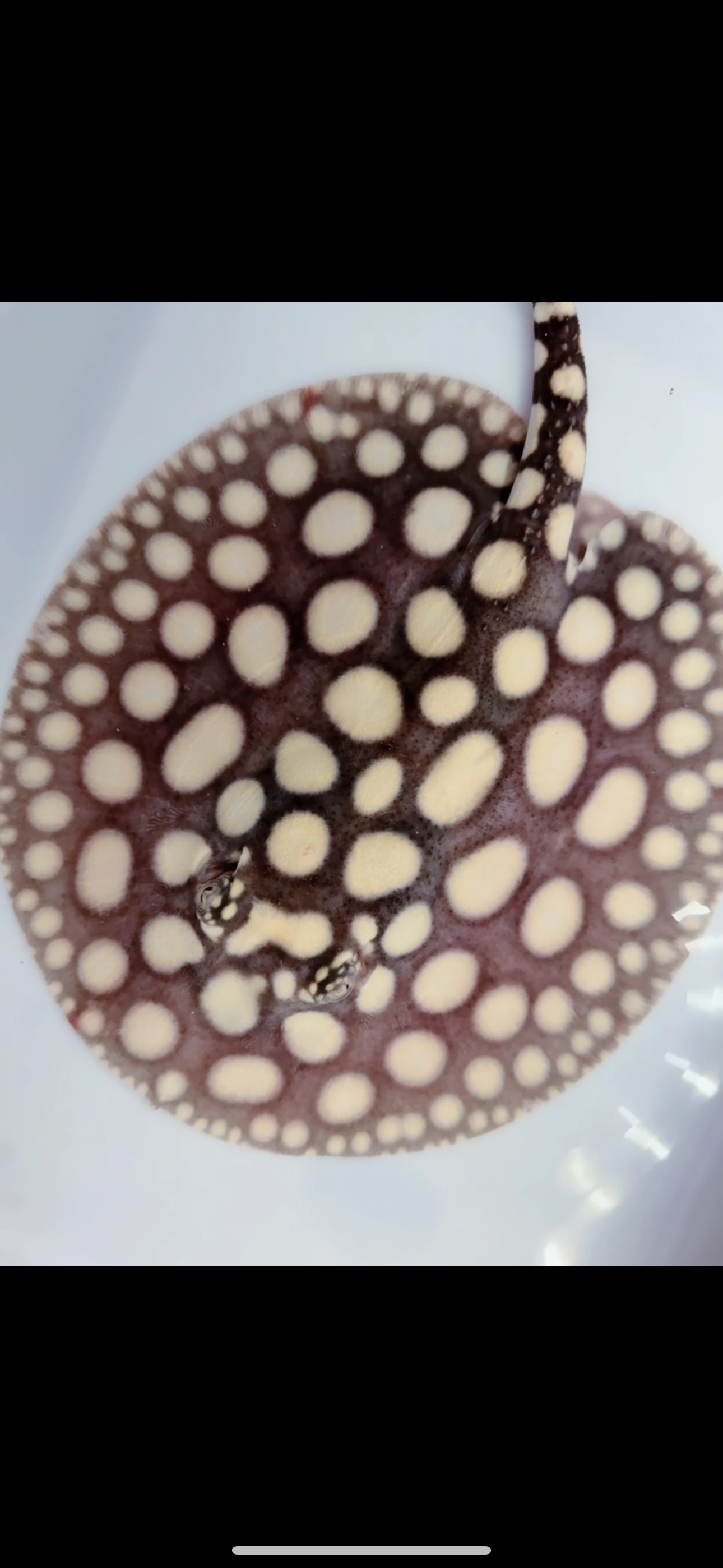 Freshwater stingray black diamond male 6inch