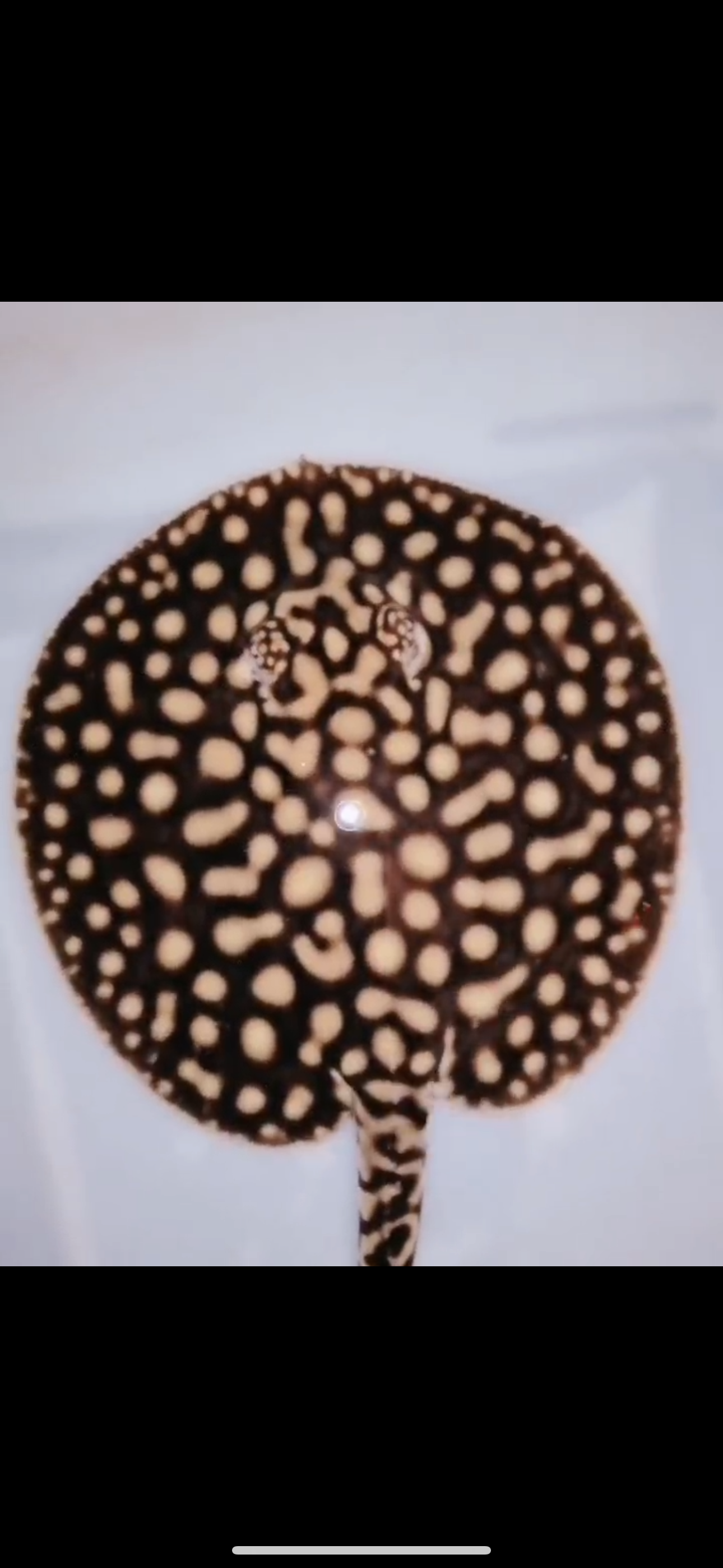 Freshwater stingray p14 hybrid male 6inch