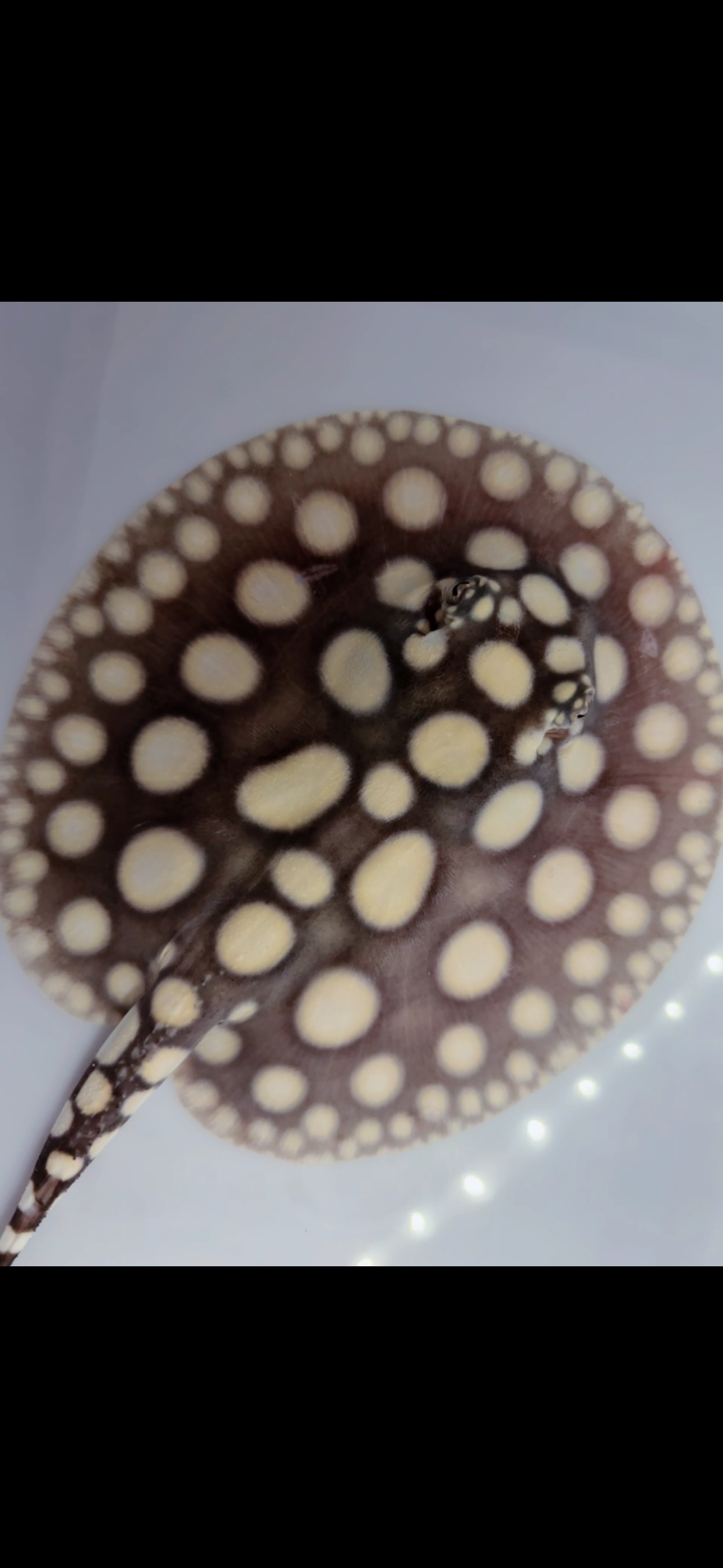 Freshwater stingray black diamond female 6inch